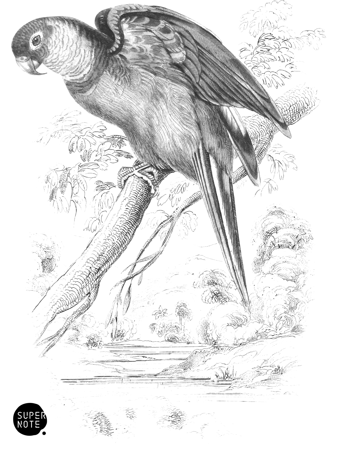 Orange-Winged Lorikeet (vol-15 plate-22).png