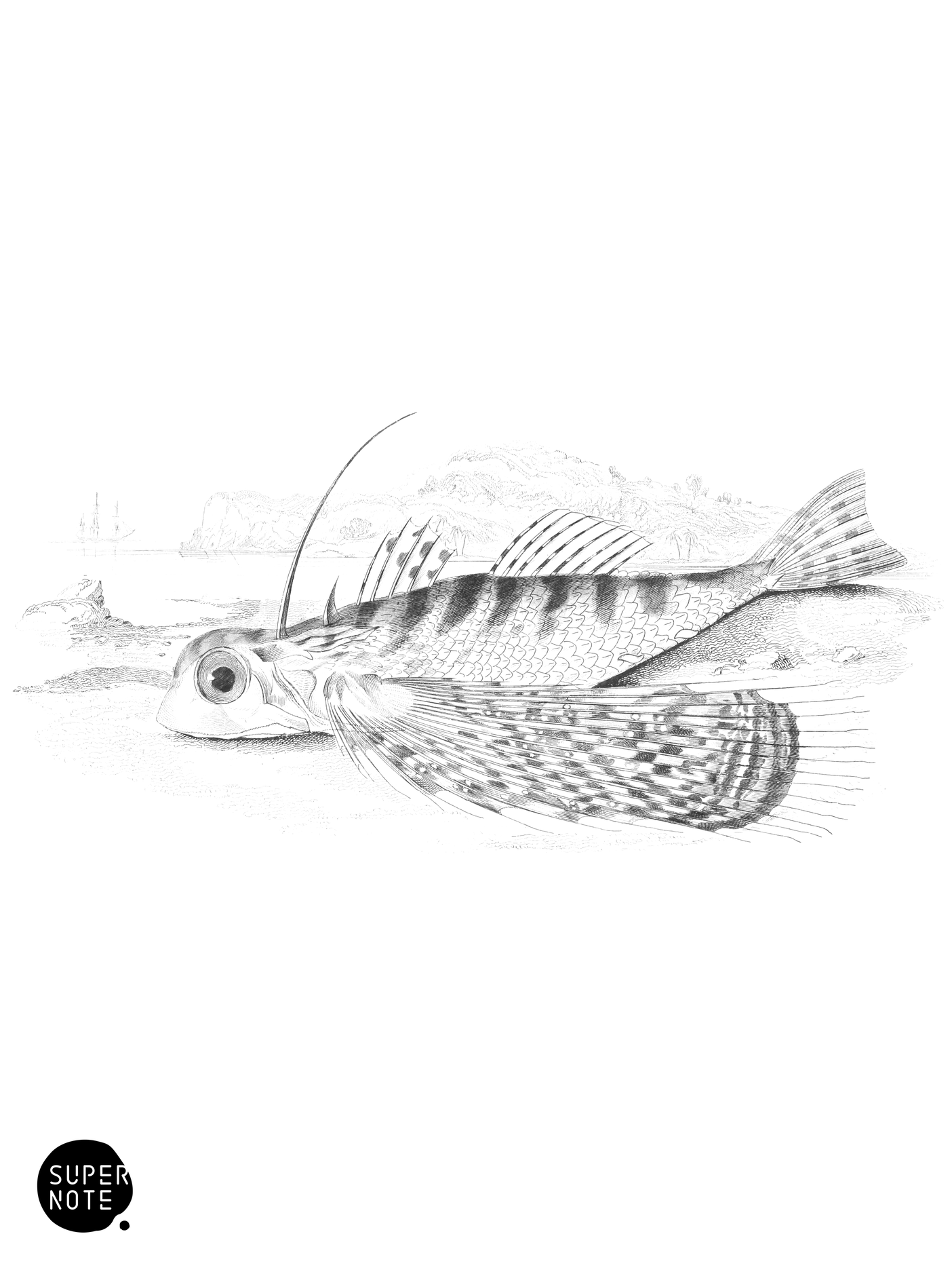 Oriental Dactylopterus (vol-27 plate-7).png