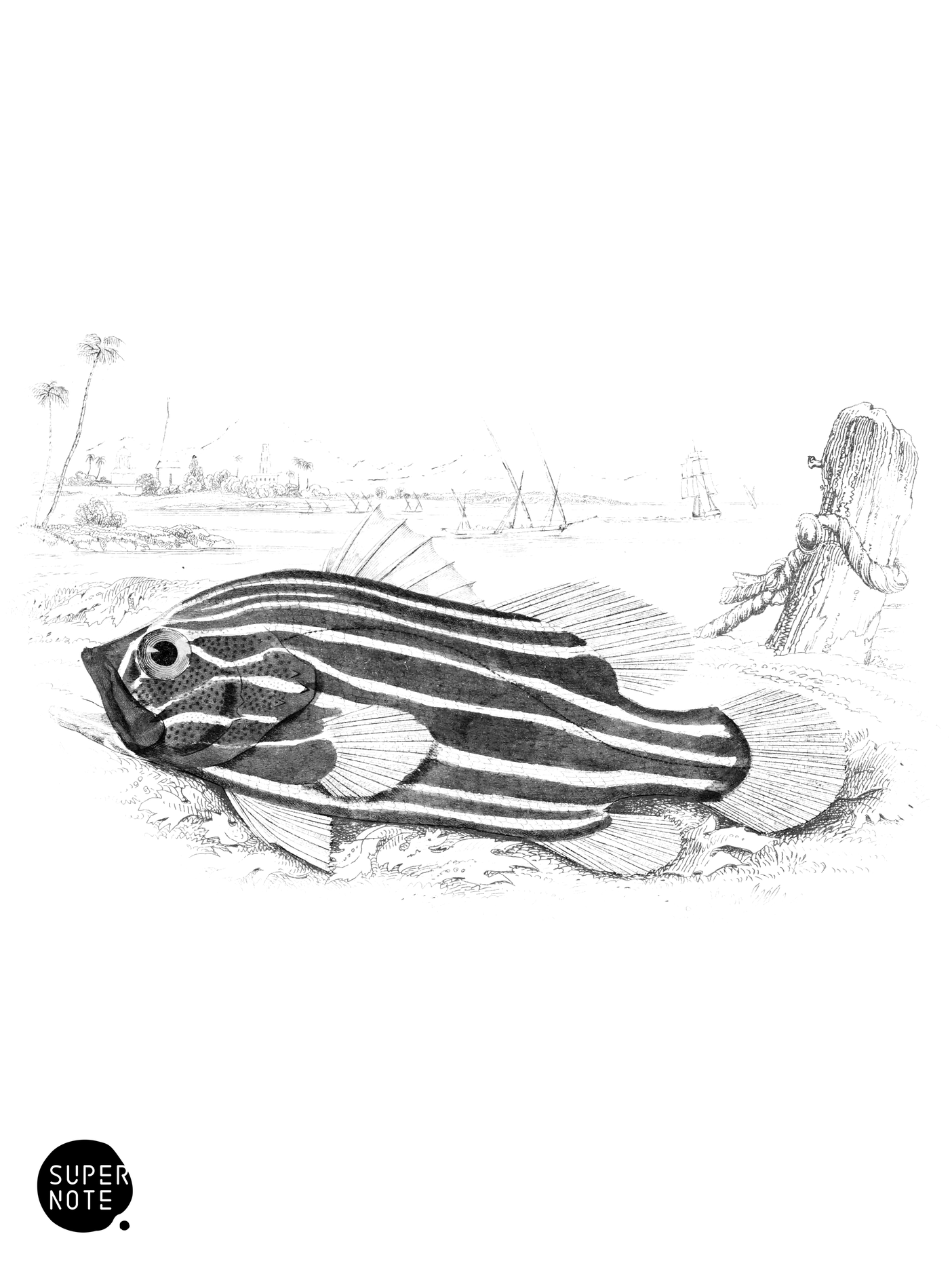 Oriental Gramistes (vol-07 plate-16).png