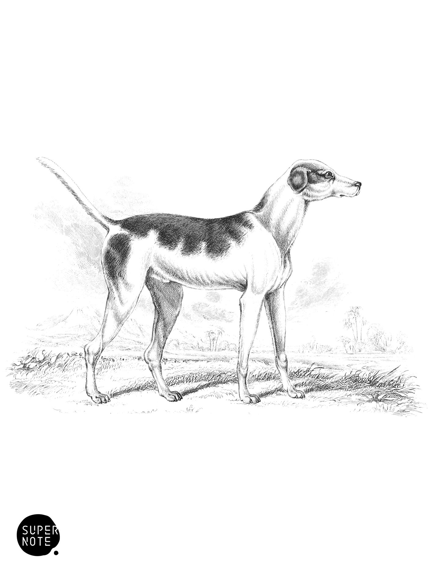 Oriental Hound (vol-28 plate-11).png
