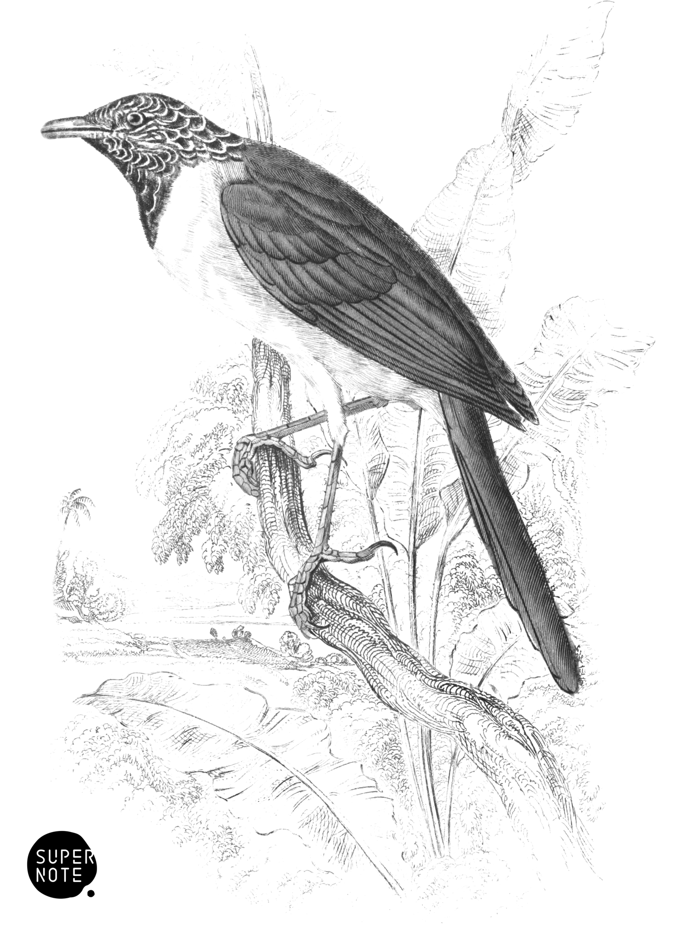 Oriole Babbler (vol-17 plate-31).png