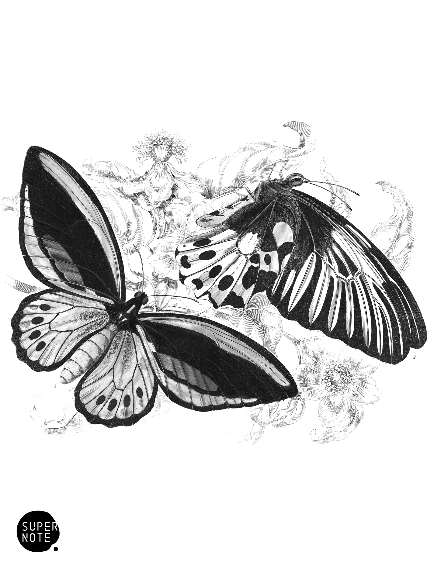 Ornithoptera Priamus & O. Remus (vol-18 plate-1).png