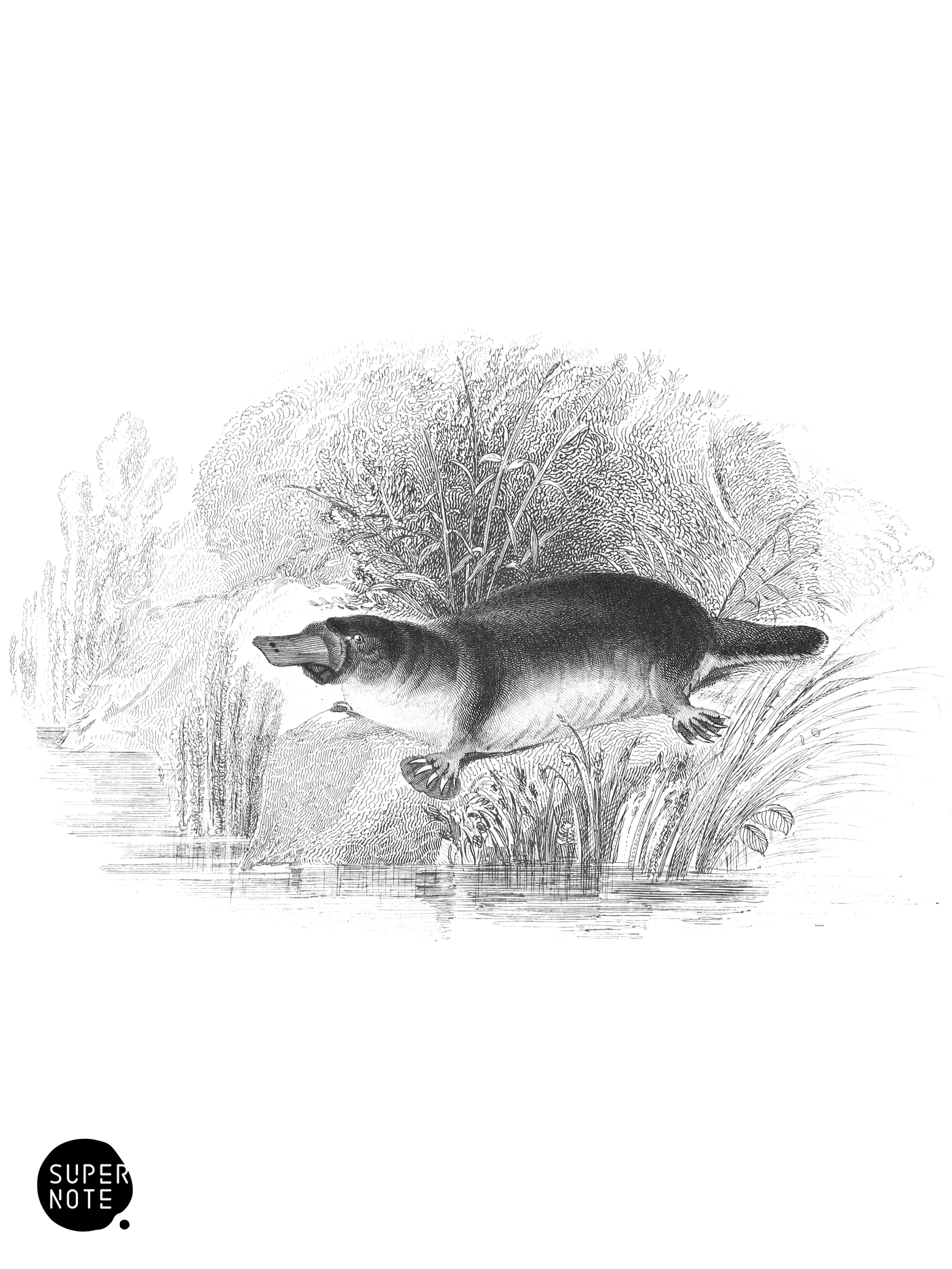 Ornitho­rhynchus (vol-30 plate-34).png