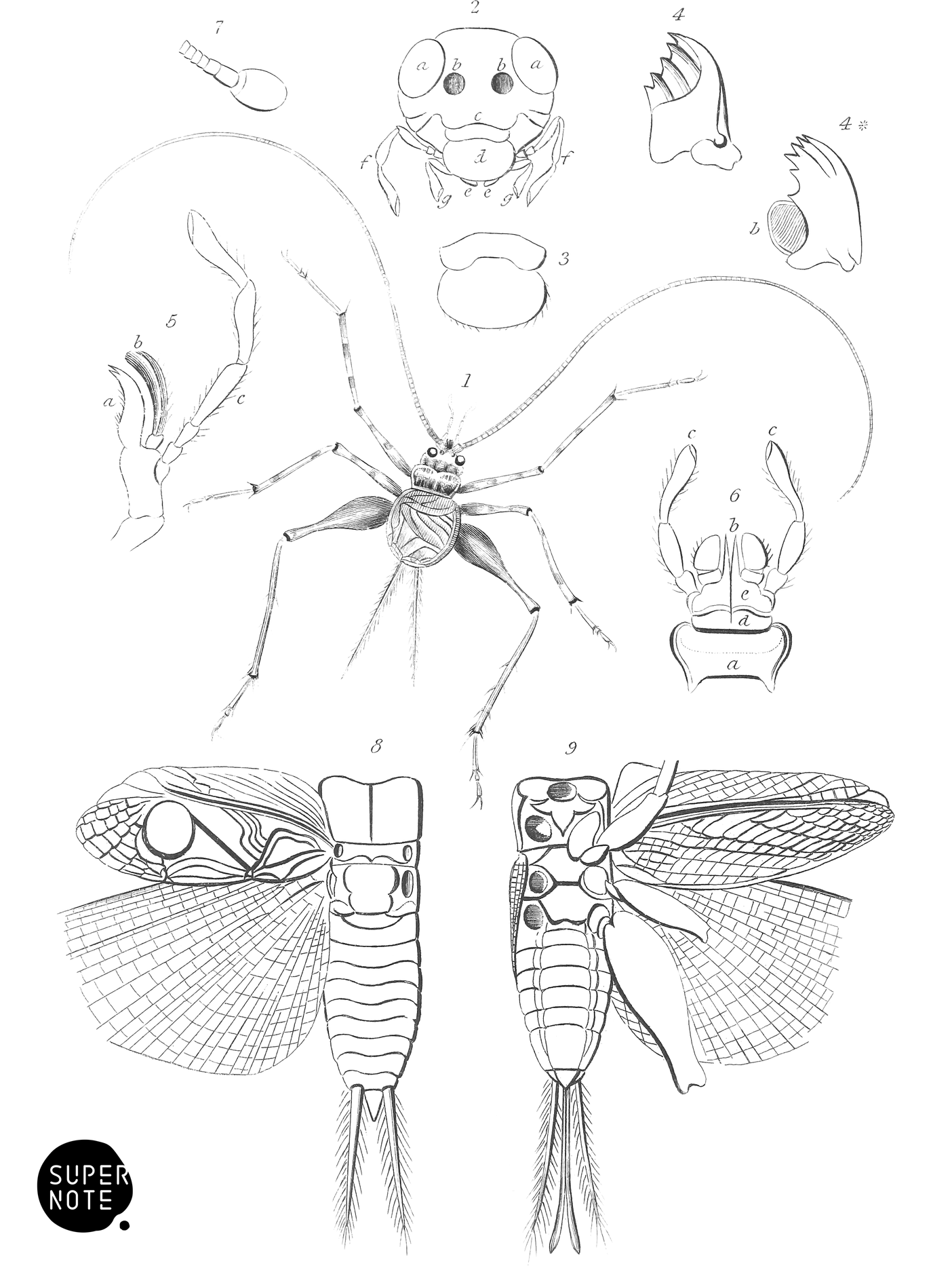 Orthoptera (vol-29 plate-6).png