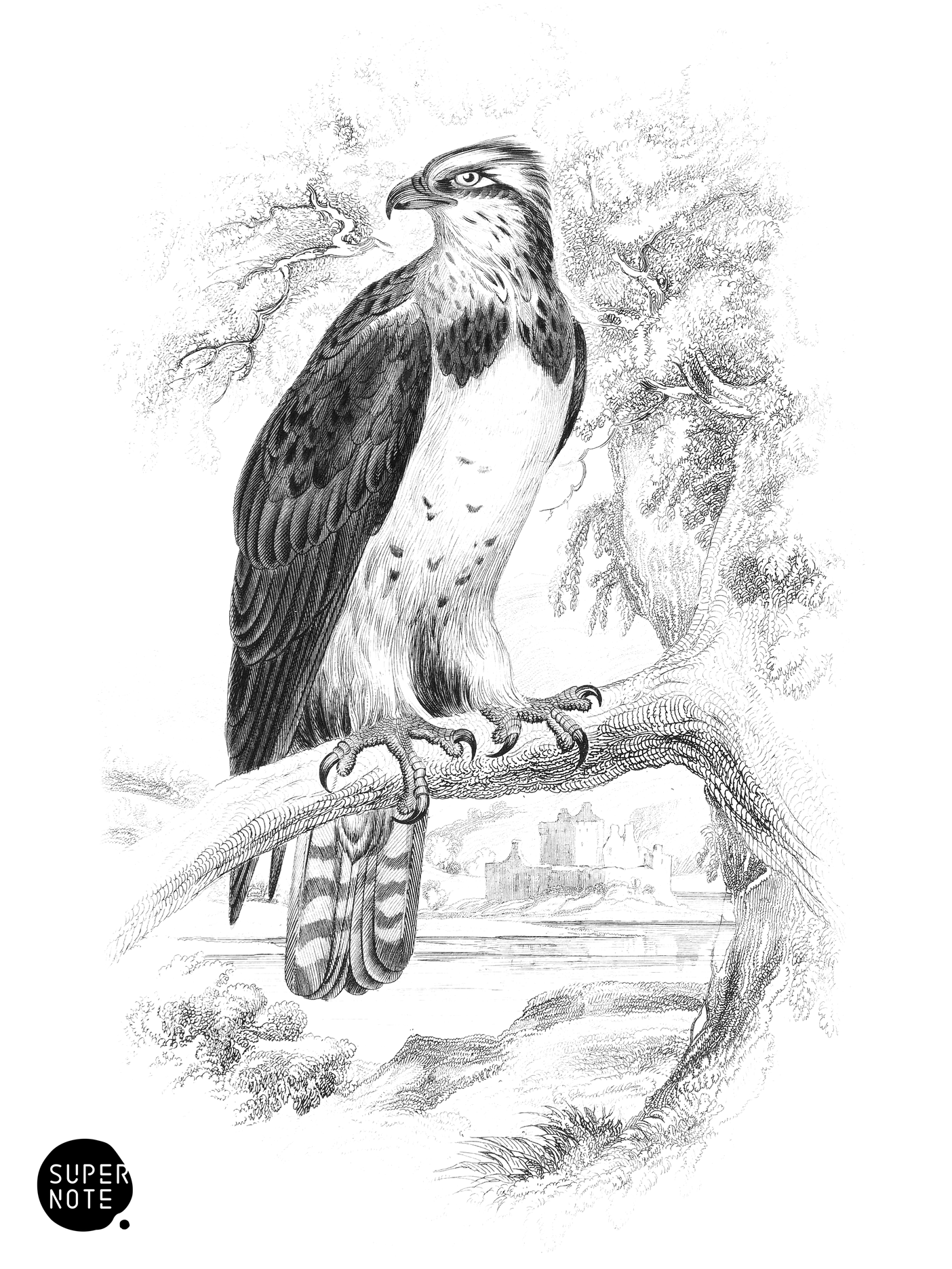 Osprey (vol-20 plate-14).png