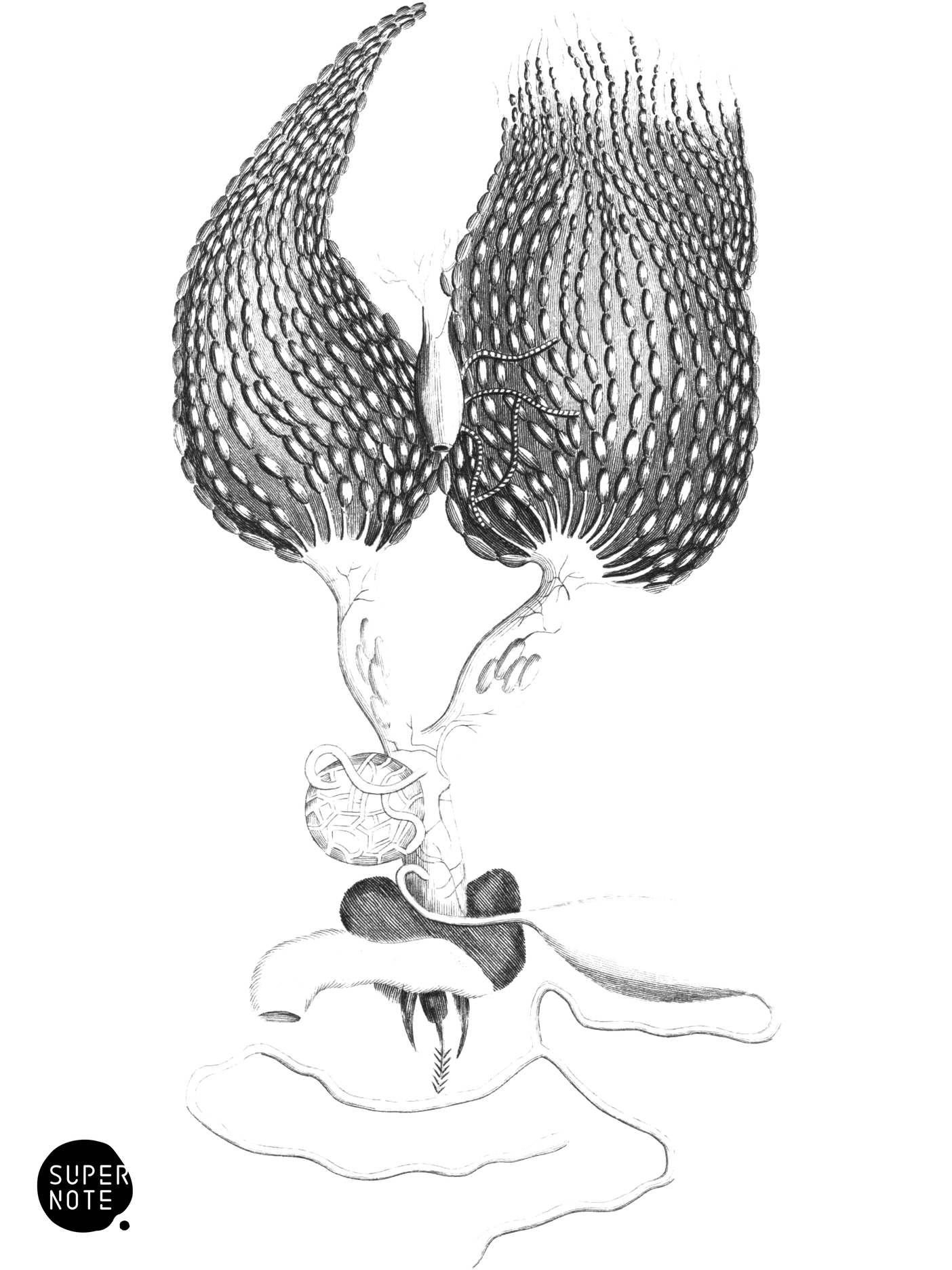 Ovarium of the Queen-Bee (vol-26 plate-4).png