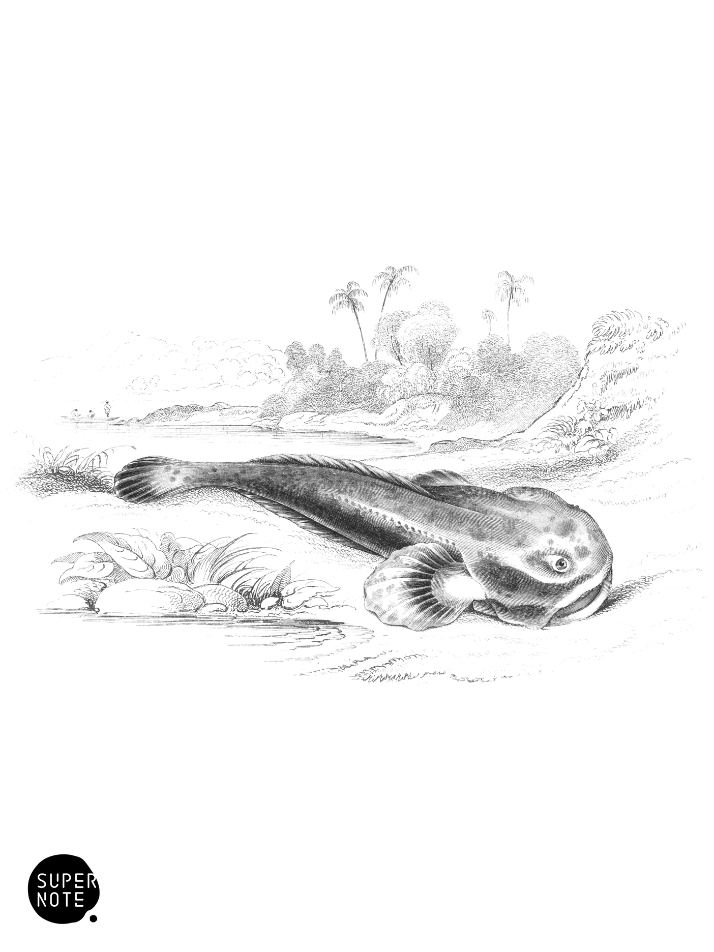Pacamah of Guiana (vol-38 plate-28).png