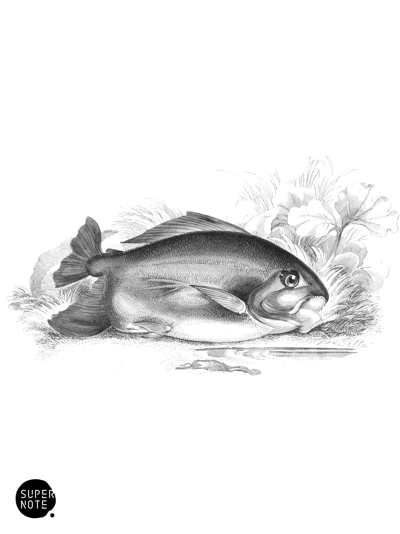 Pacu of Guiana (Female) (vol-32 plate-21).png