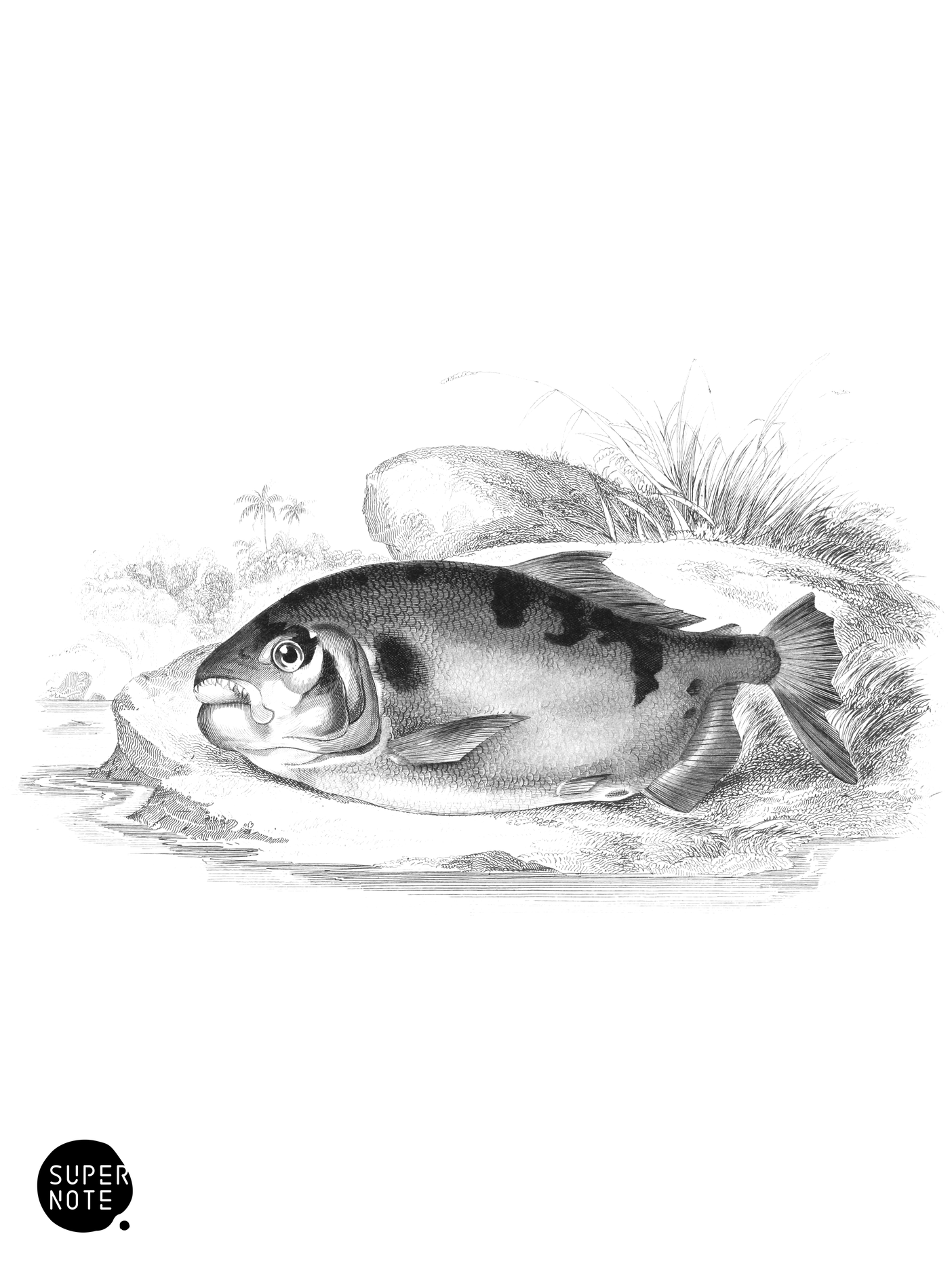 Pacu of Guiana (Male) (vol-32 plate-20).png