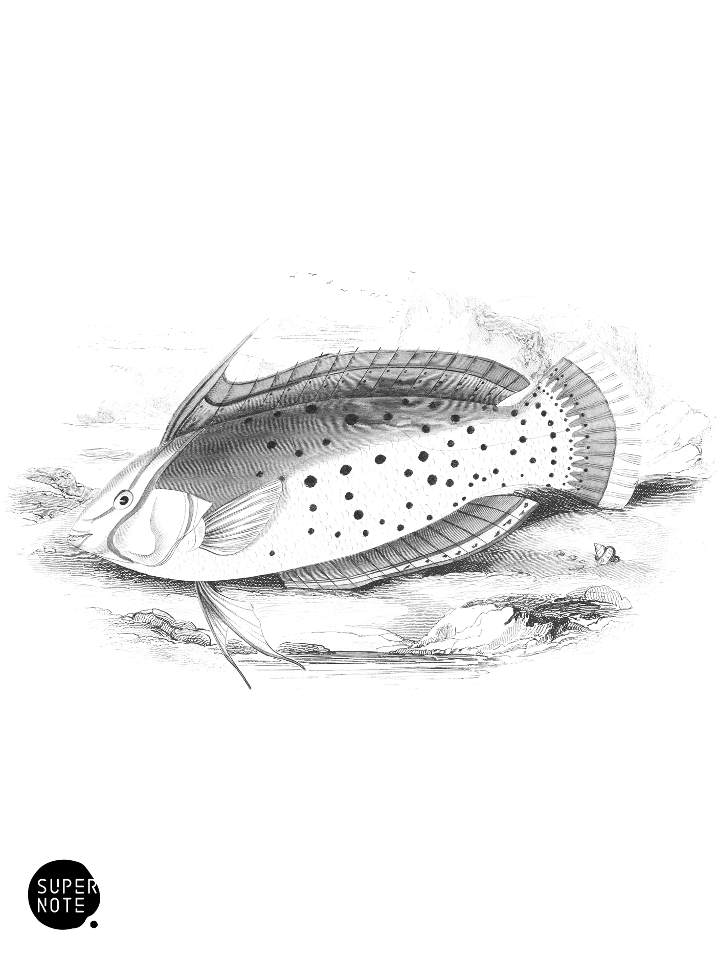Painted Labrus (vol-27 plate-25).png