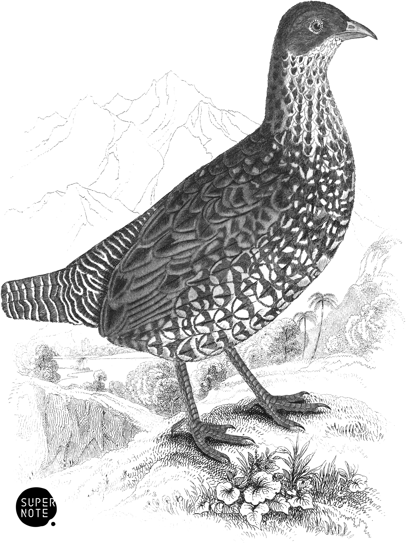 Painted Partridge (vol-06 plate-3).png