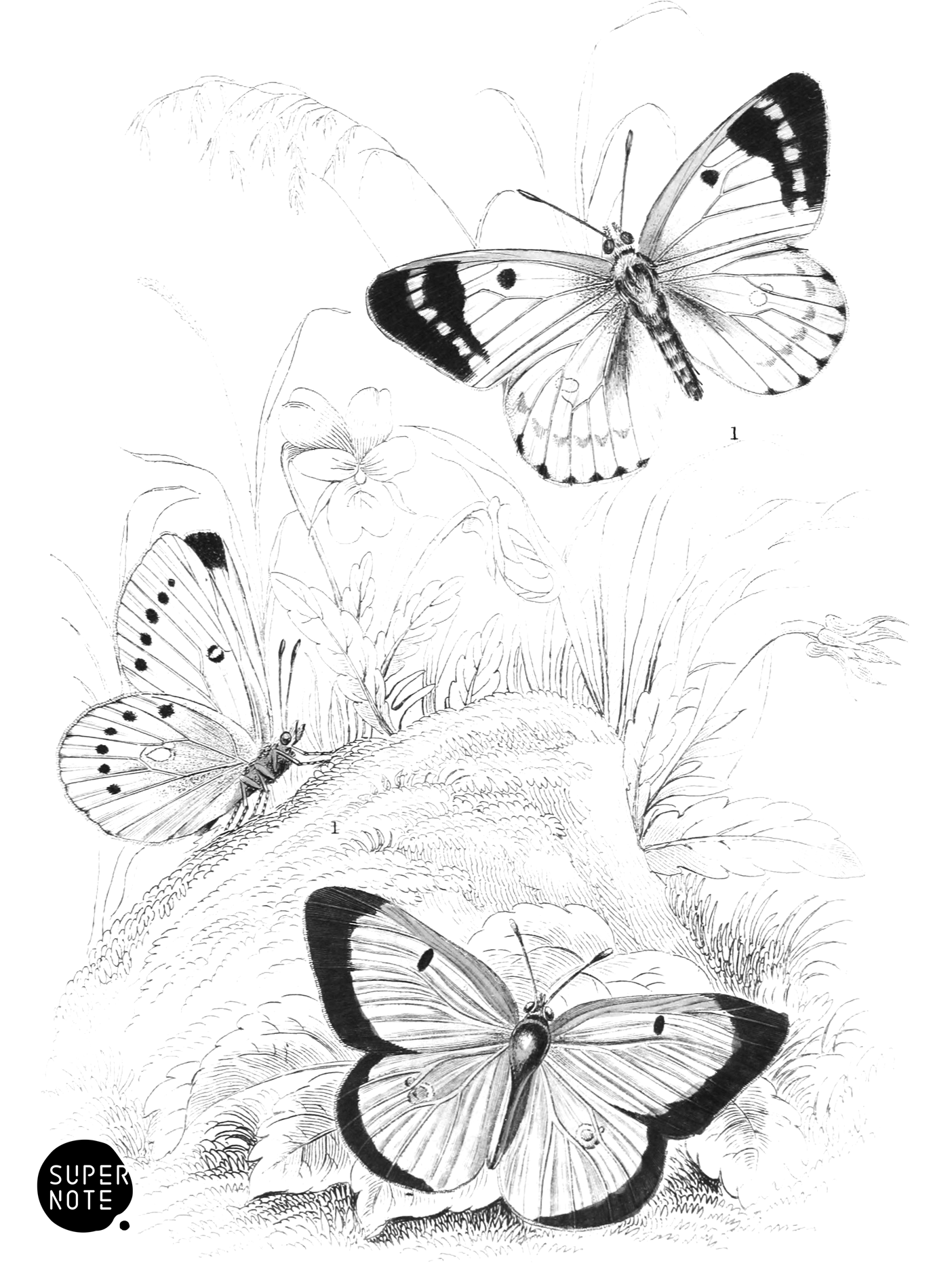 Pale & Scarce Clouded Yellow Butterflies (vol-10 plate-6).png