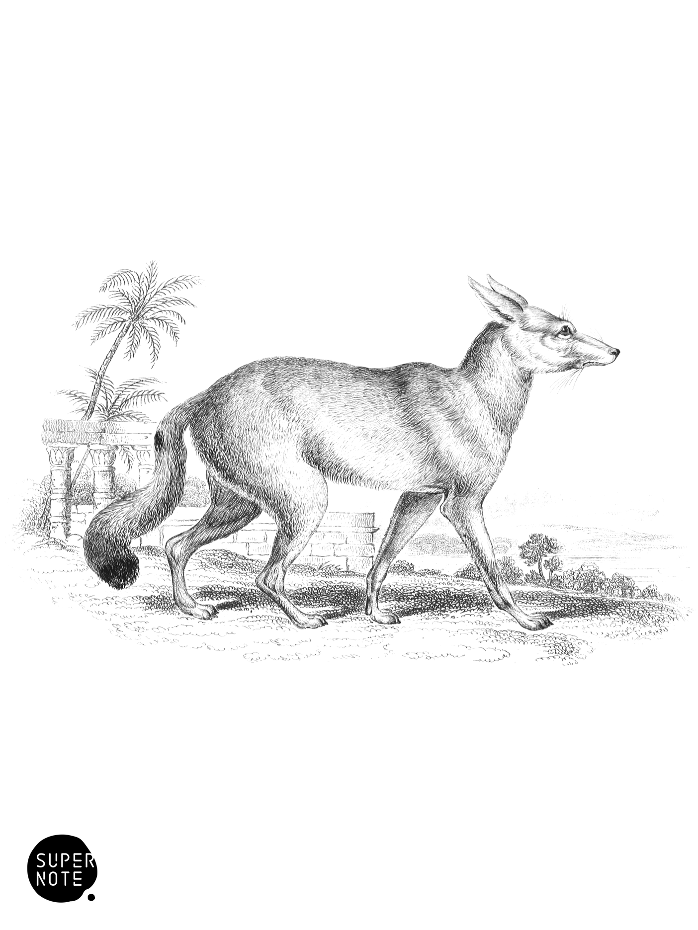 Pale Dog-Fox (vol-25 plate-17).png