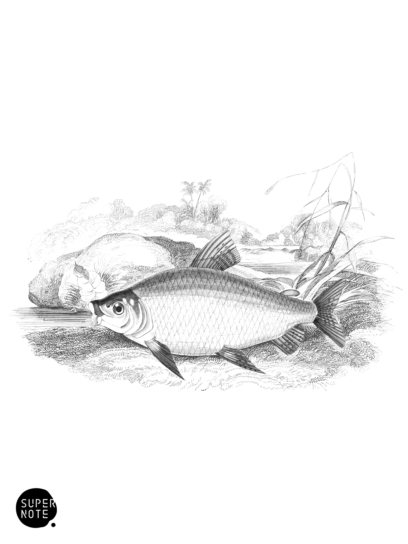 Pale Red-Streaked Salmon-Carp (vol-32 plate-28).png