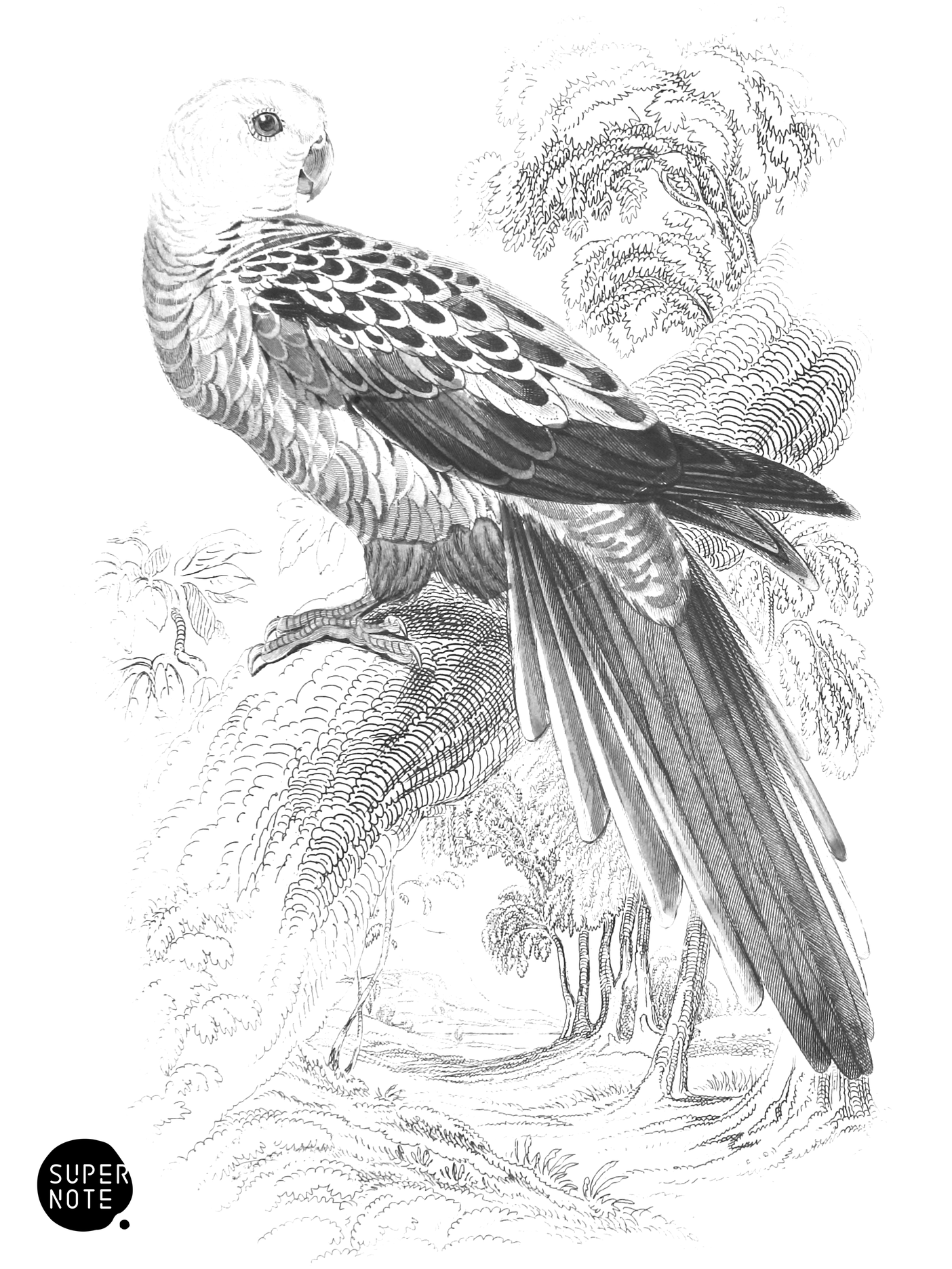 Pale-Headed Broadtail (vol-15 plate-26).png