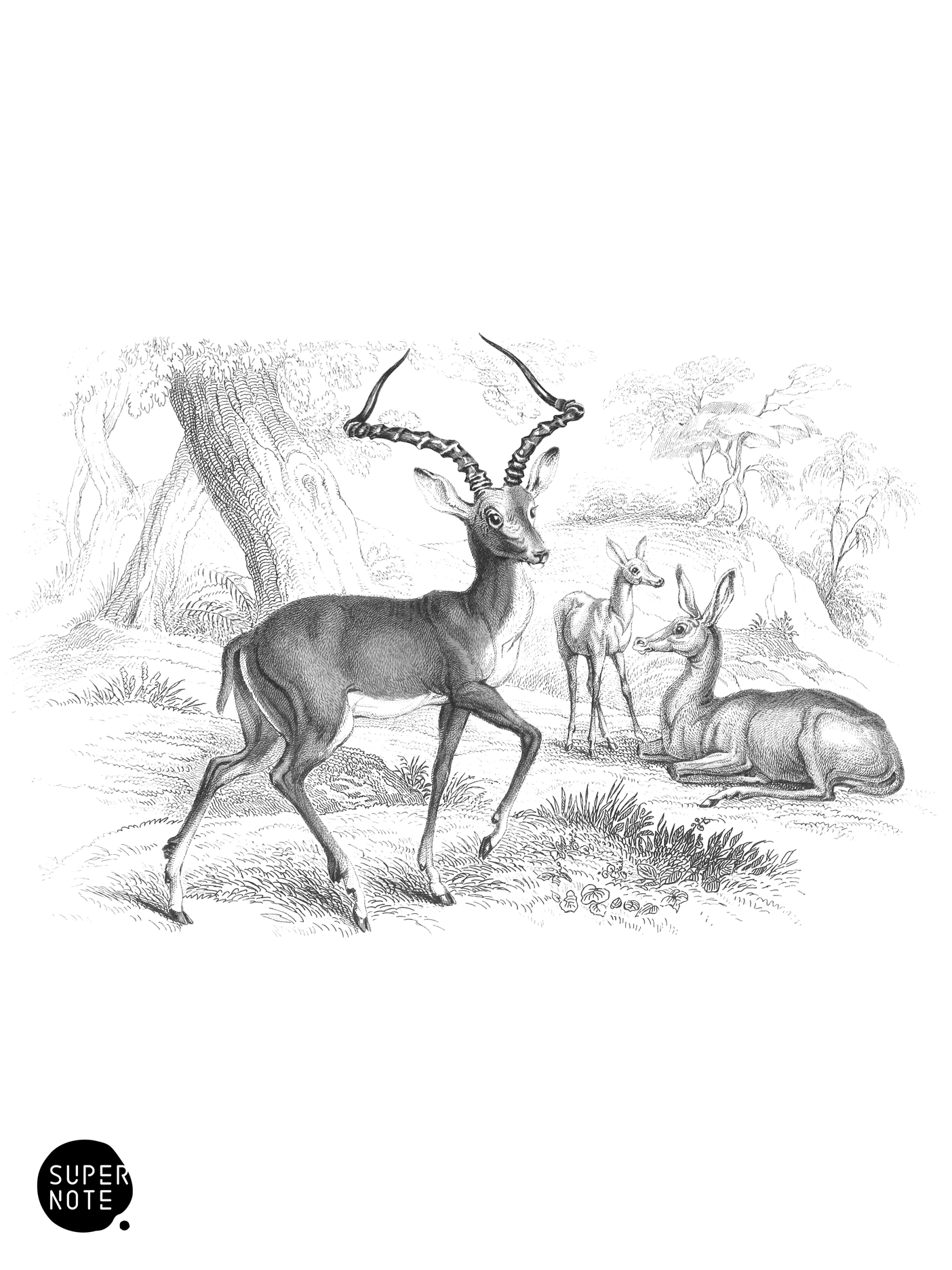 Pallah (vol-11 plate-29).png