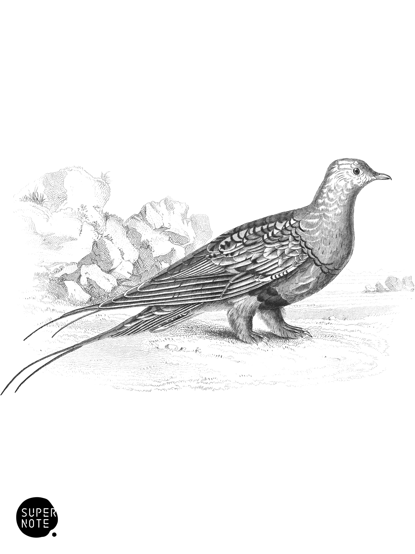 Pallas’s Sand-Grouse (vol-06 plate-23).png