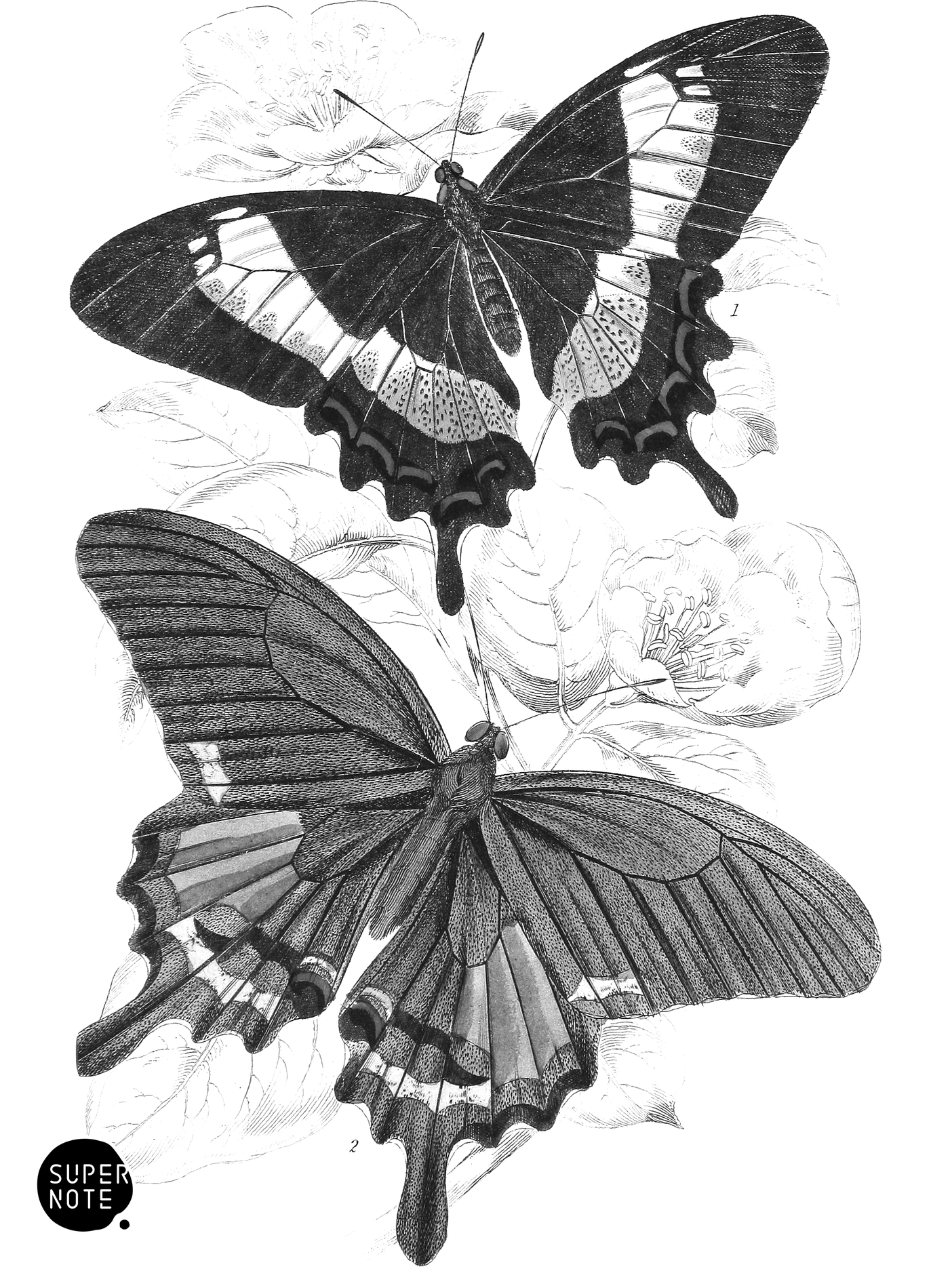 Papilio Ascanius & P. Paris (vol-18 plate-3).png