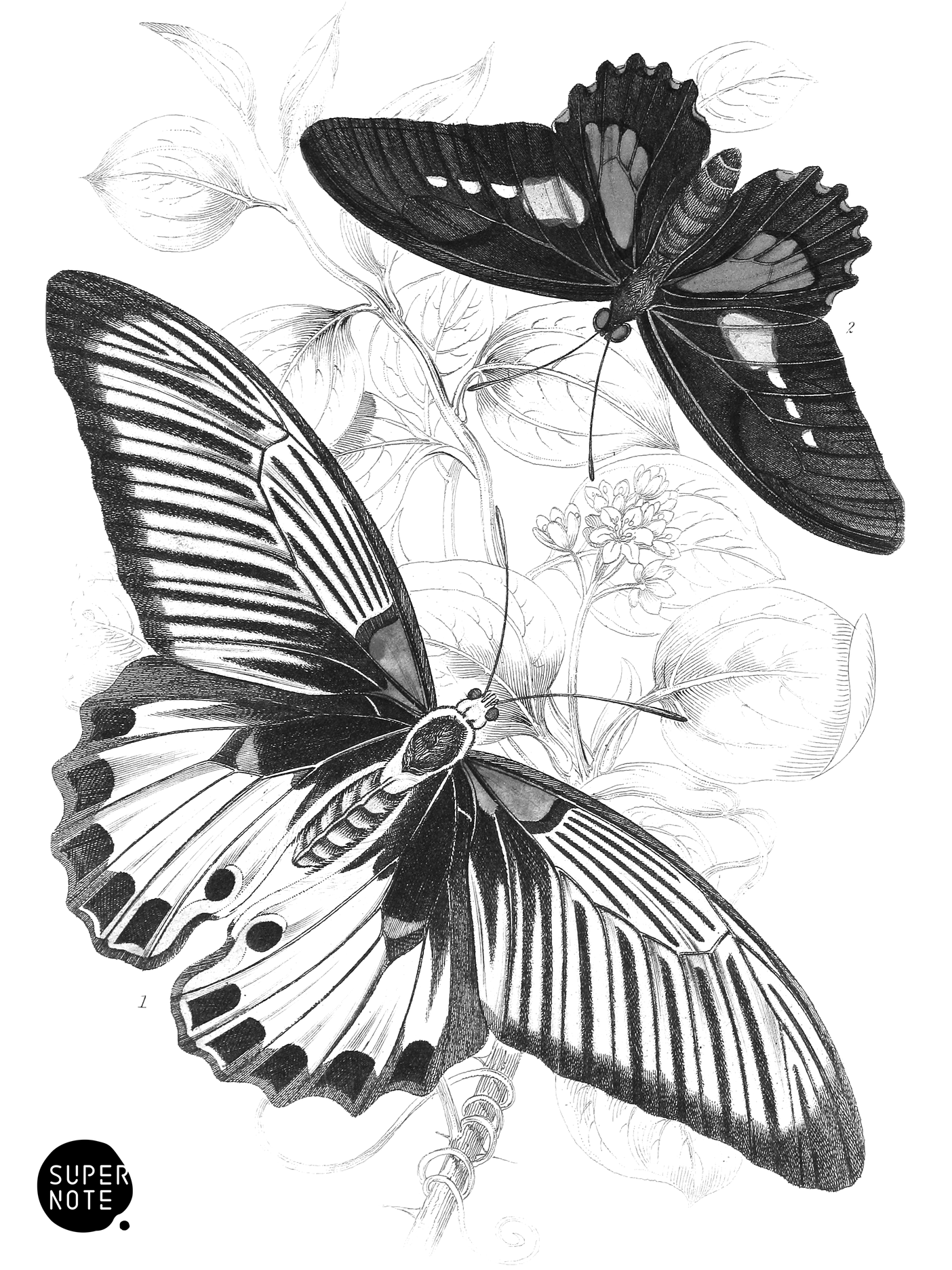 Papilio Memnon & P. Æneas (vol-18 plate-2).png