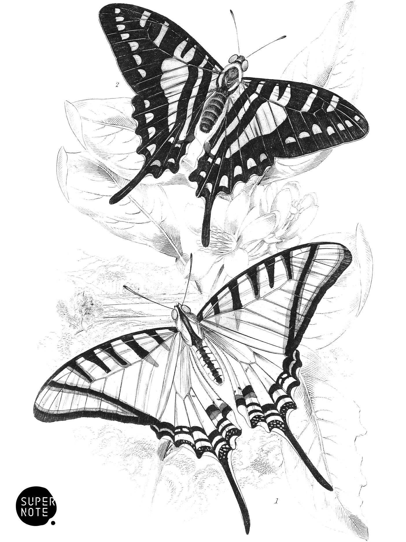 Papilio Protestilaus & P. Sinon (vol-18 plate-4).png