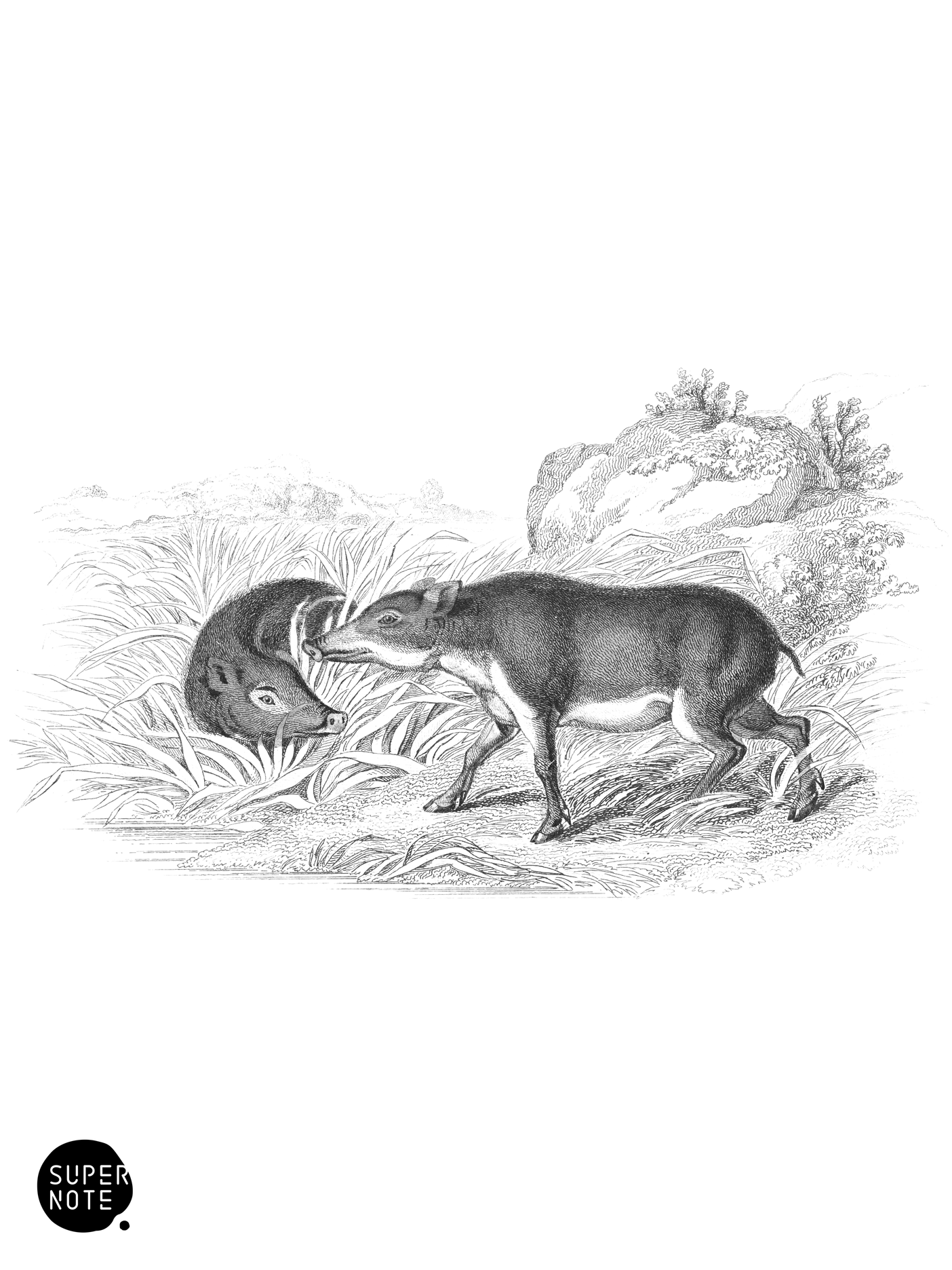 Papuan Hog (vol-13 plate-19).png
