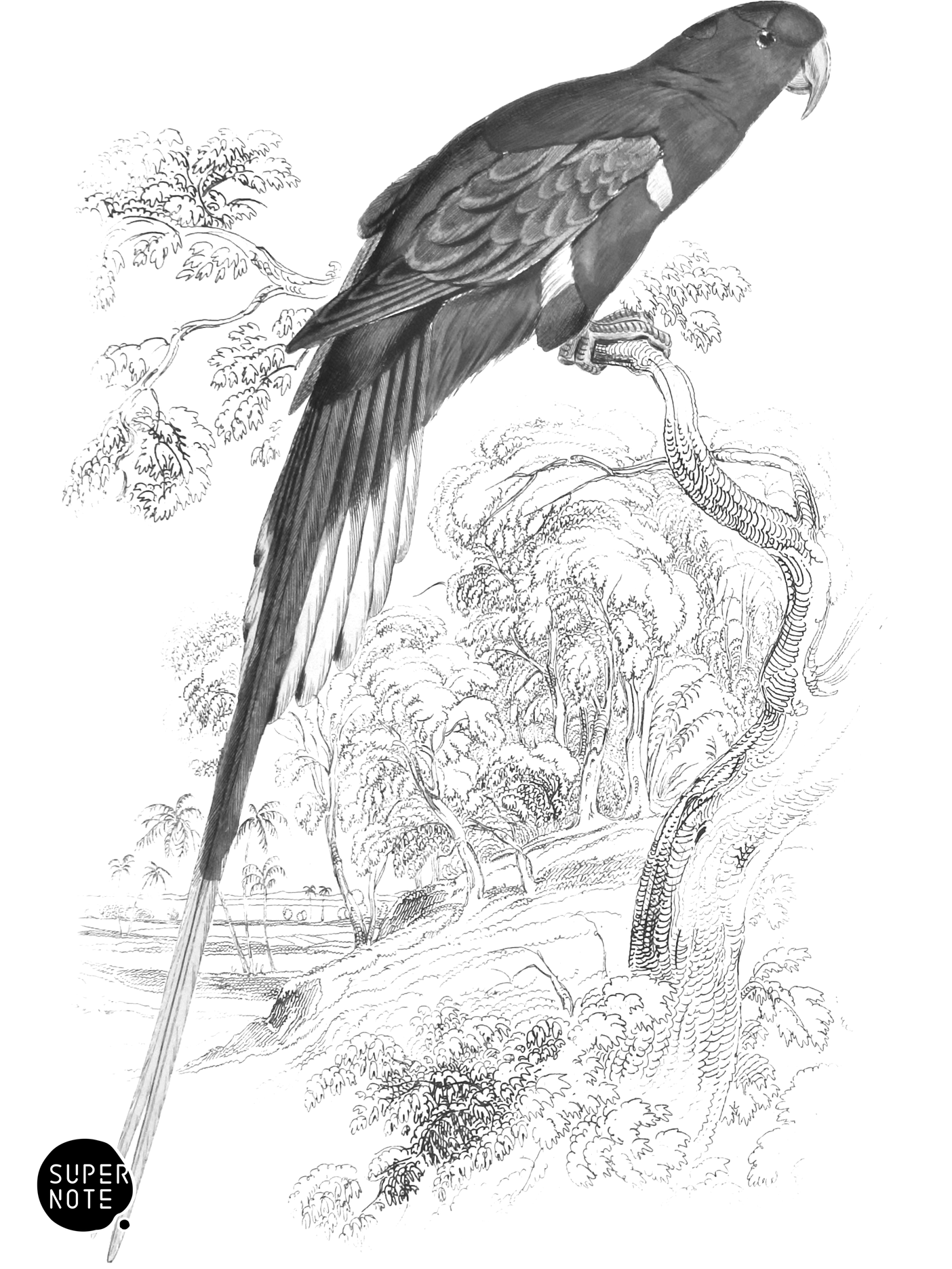 Papuan Lory (vol-15 plate-19).png