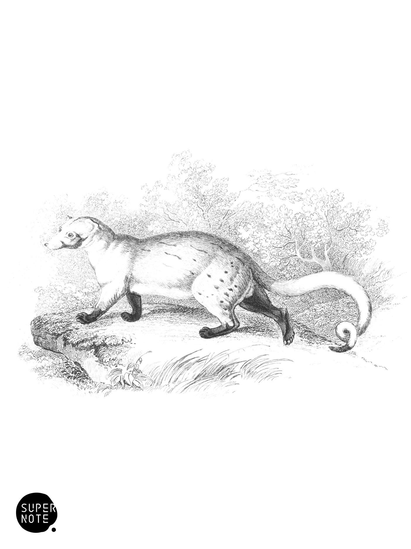 Paradoxurus dubius (vol-35 plate-6).png
