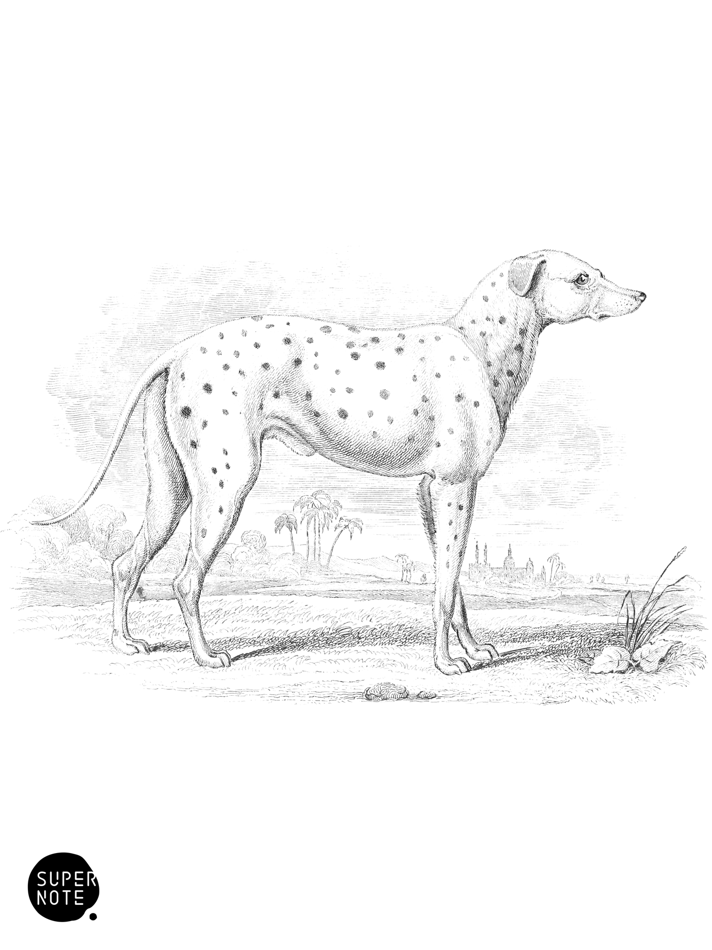 Parent of the Modern Coach-Dog (vol-28 plate-14).png