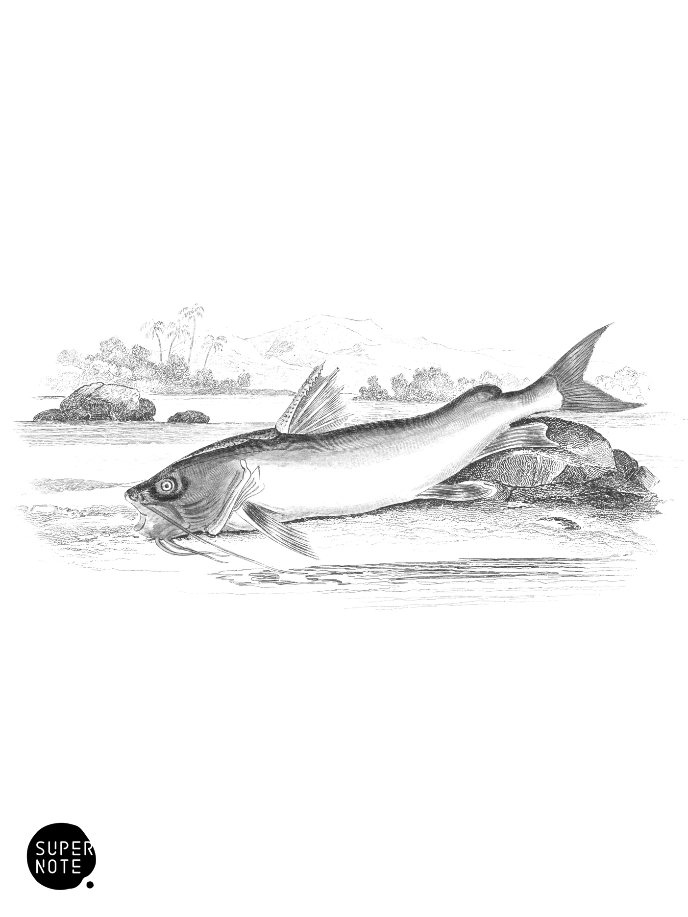Parker’s Silurus (vol-38 plate-24).png