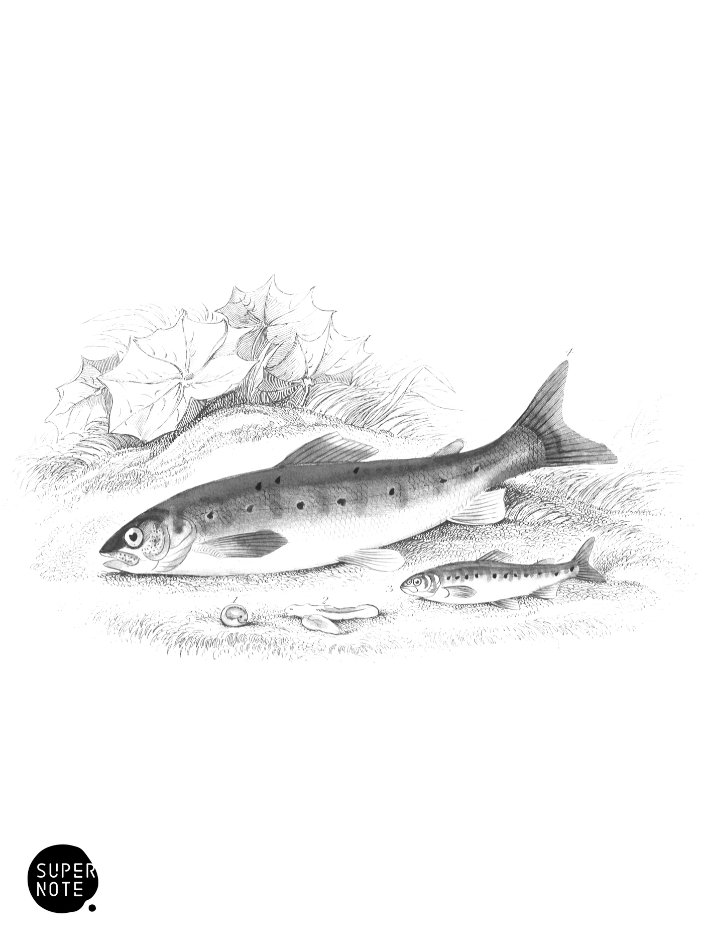Parr (vol-37 plate-31).png