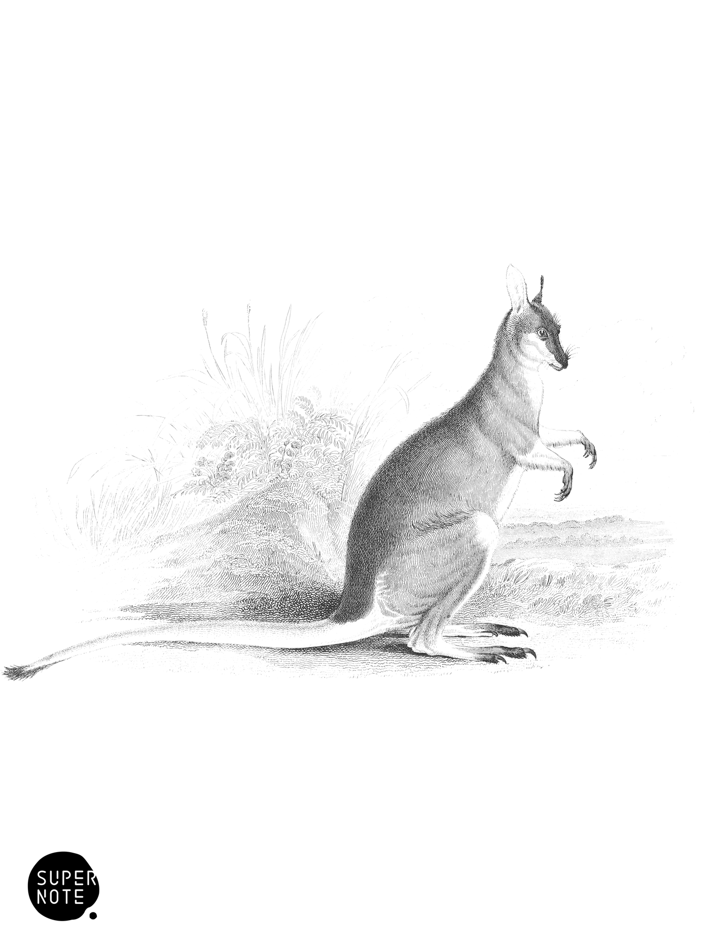 Parry’s Kangaroo (vol-30 plate-18).png