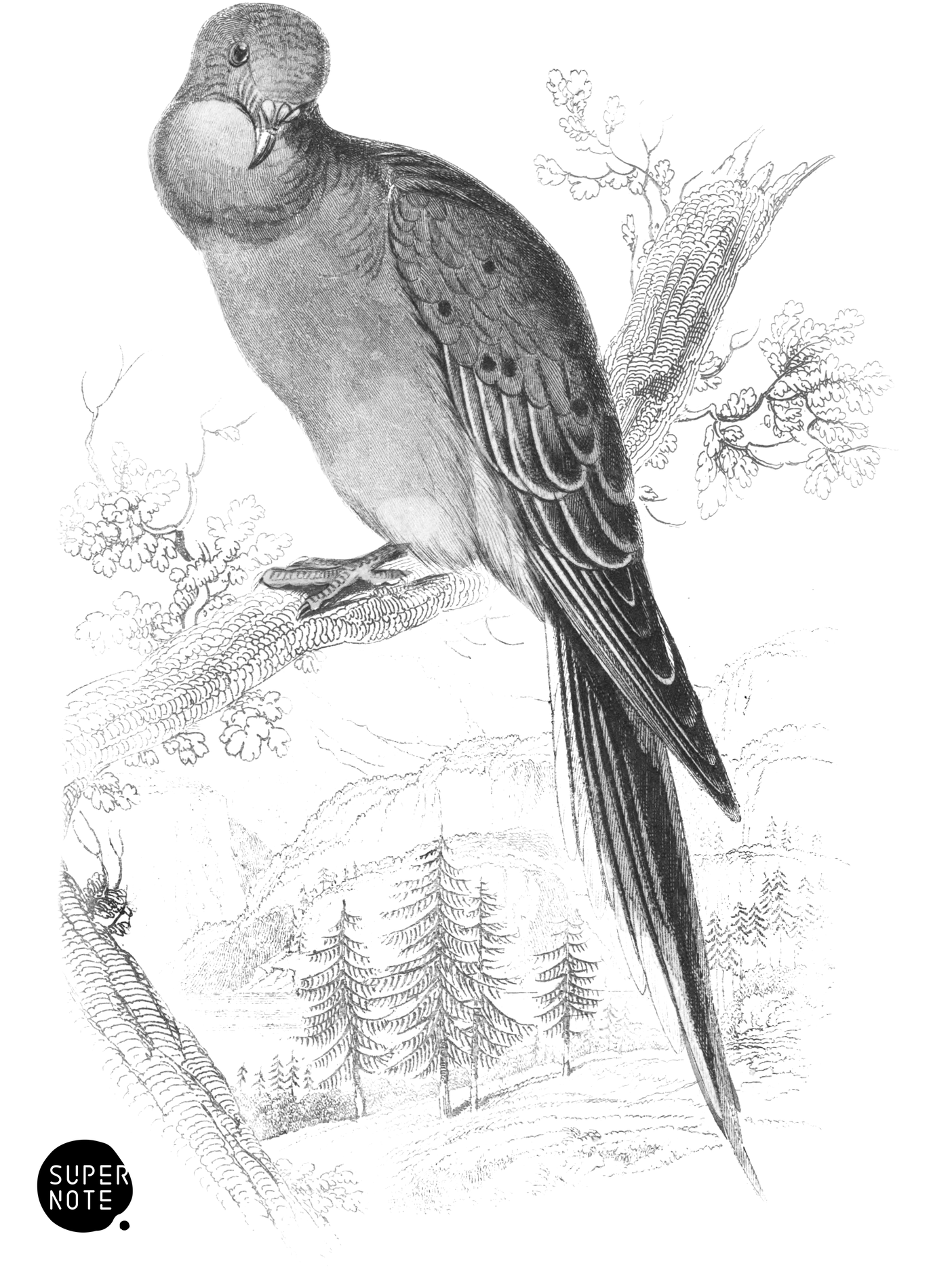 Passenger Turtle (vol-09 plate-19).png
