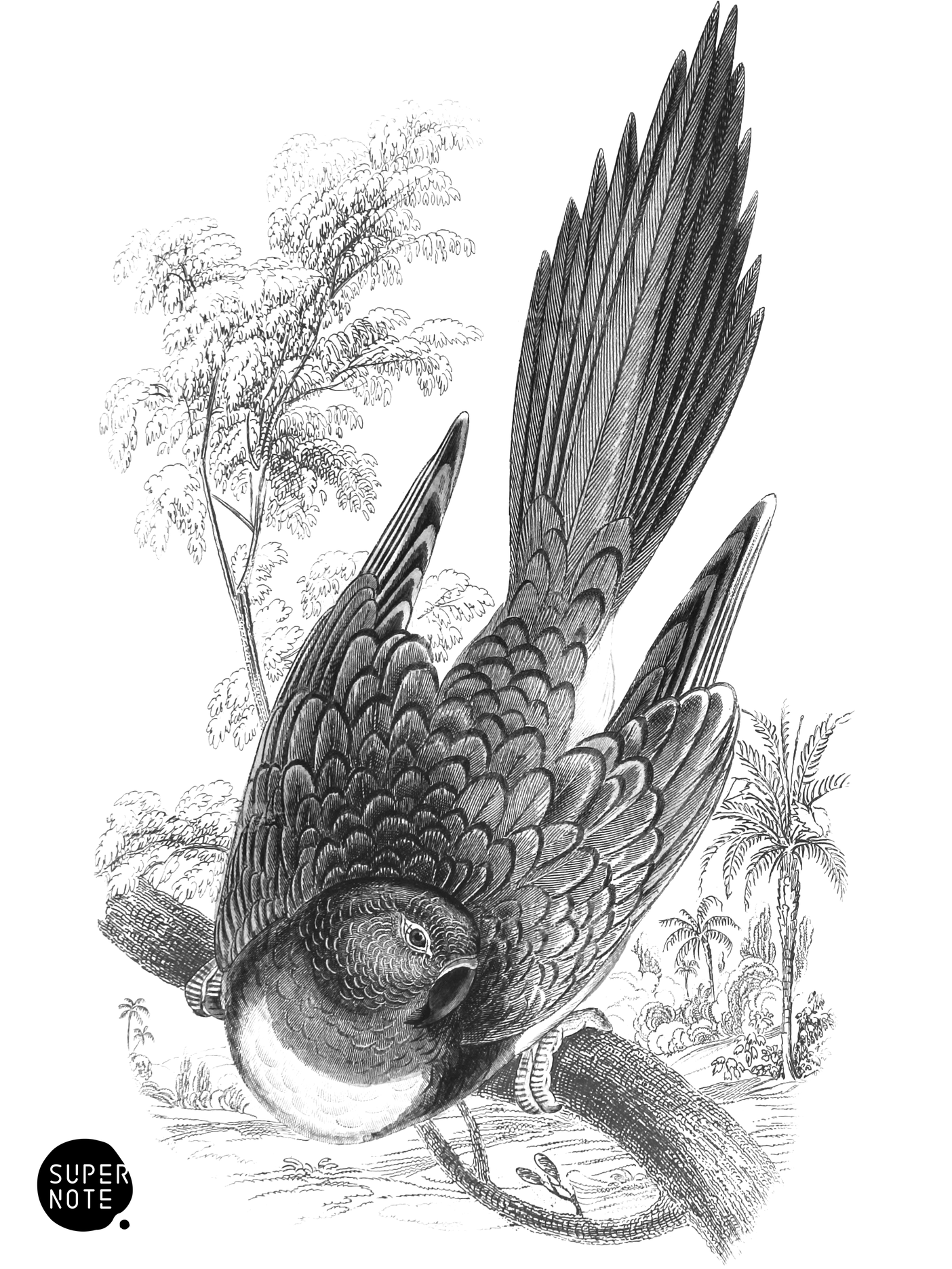 Patagonian Arara (vol-15 plate-4).png