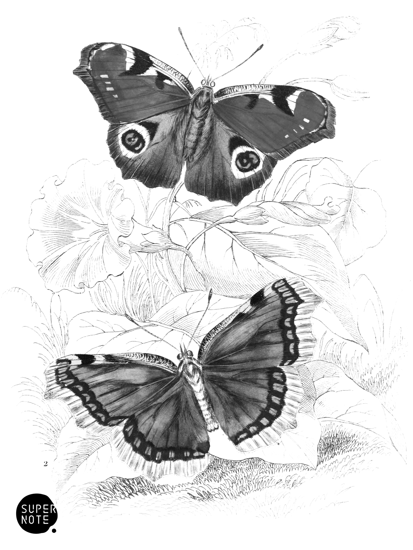 Peacock’s Eye & Camberwell Beauty (vol-10 plate-18).png