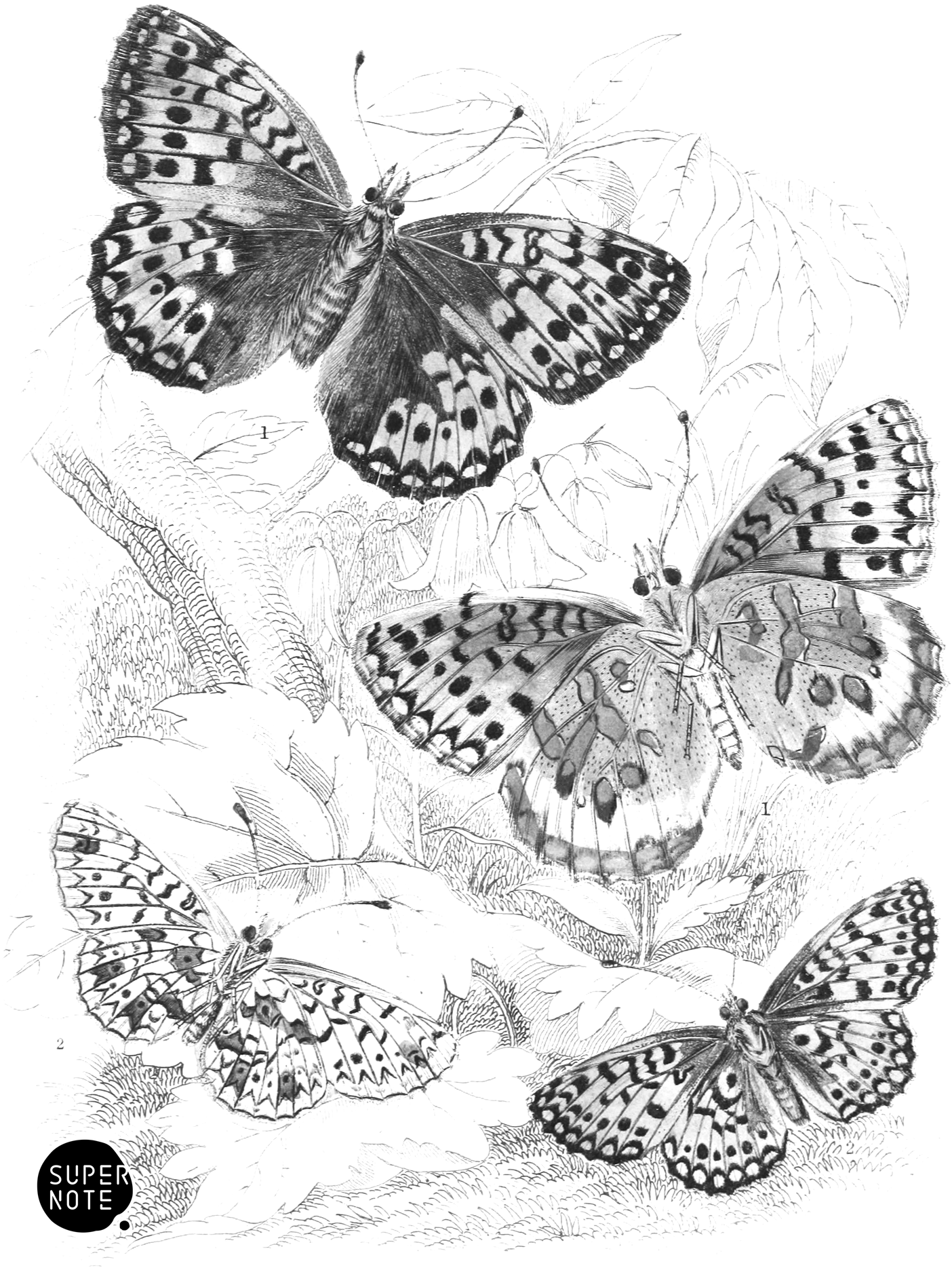 Pearl-Bordered & Dark Green Fritillaries (vol-10 plate-15).png