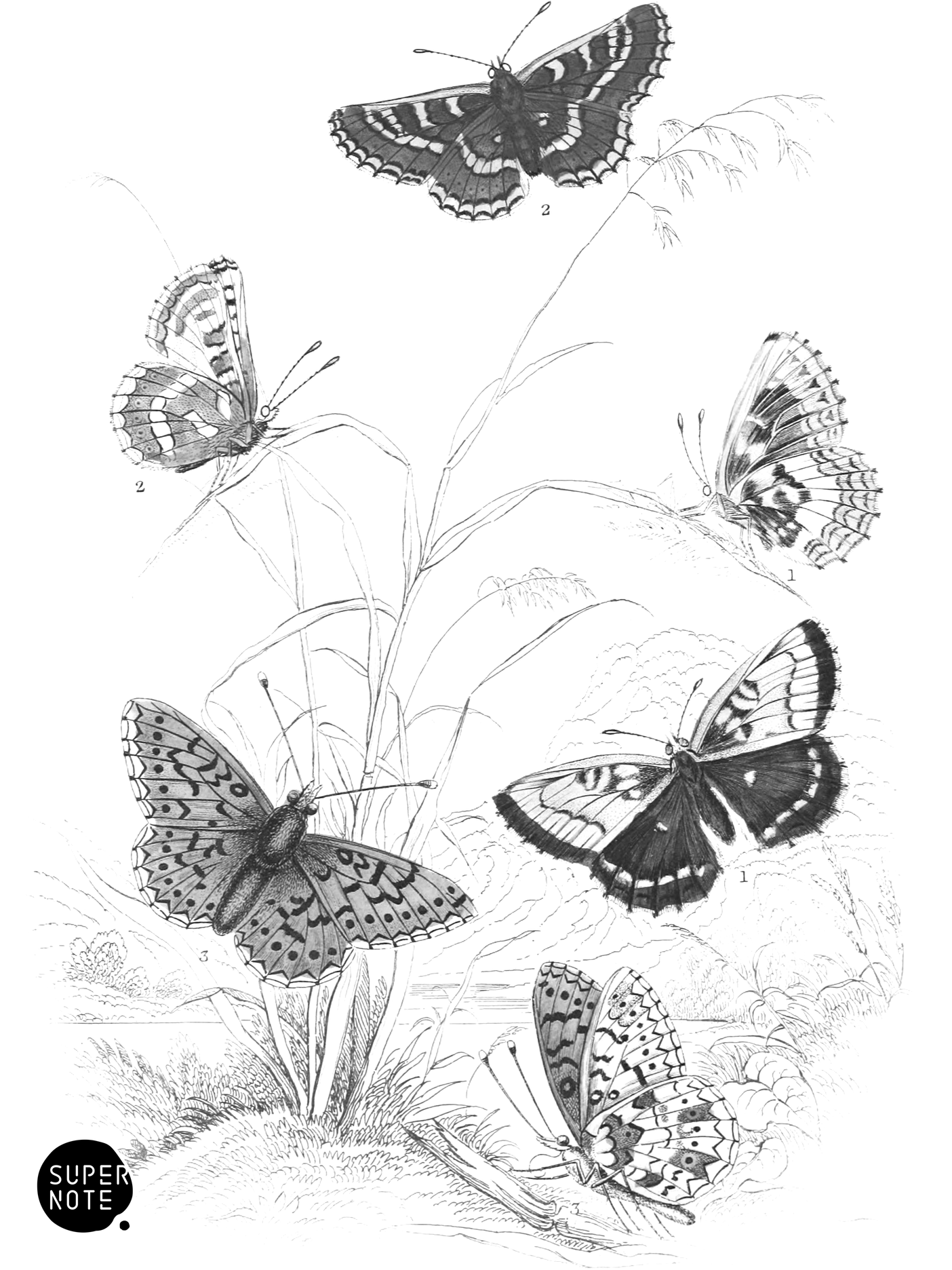 Pearl-Bordered Likeness, Greasy & Small Pearl-Bordered Fritillaries (vol-10 plate-13).png