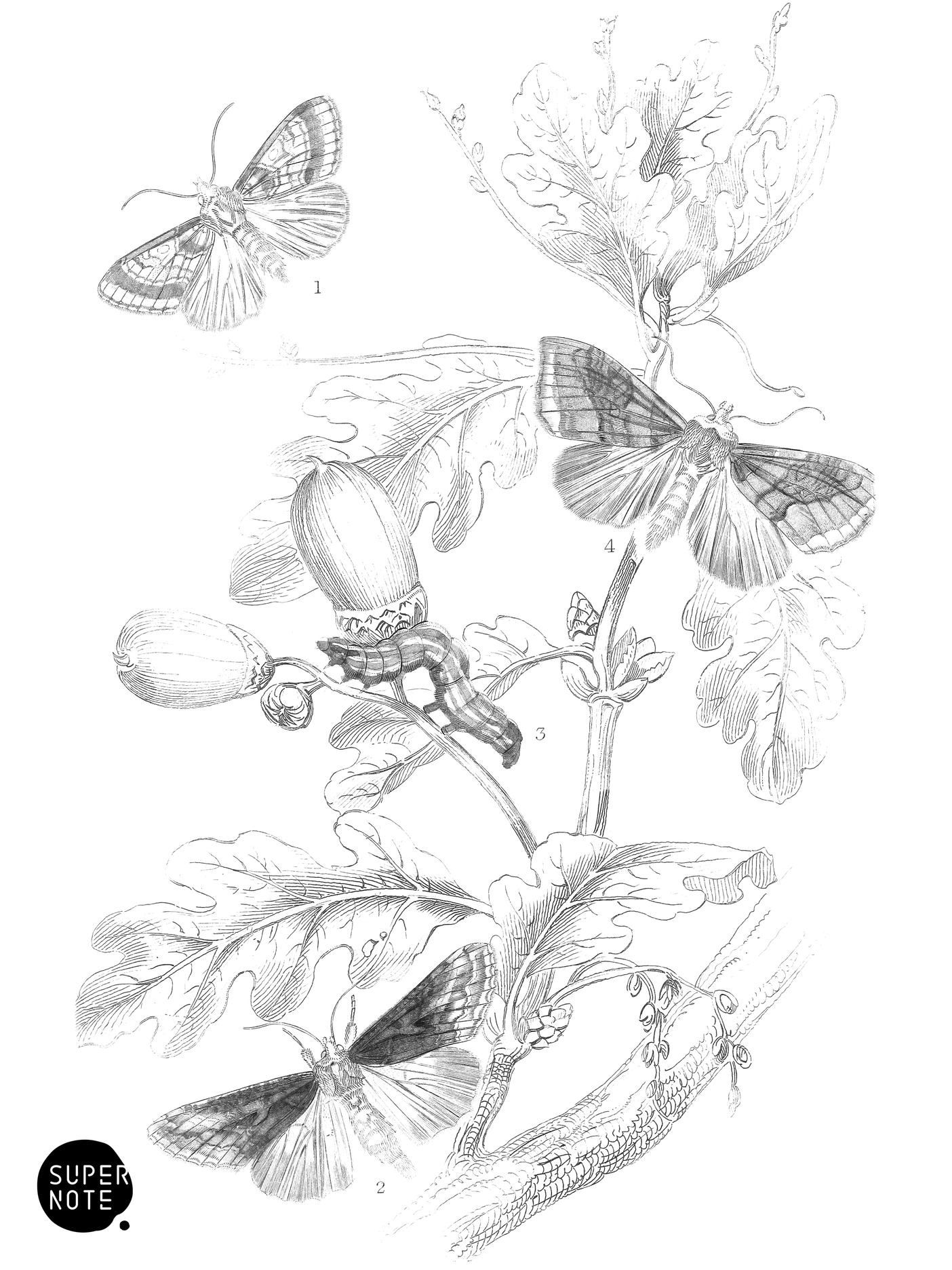 Pease-Blossom Moth, Gamma-Moth & Burnished-Brass Moth (vol-14 plate-25).png