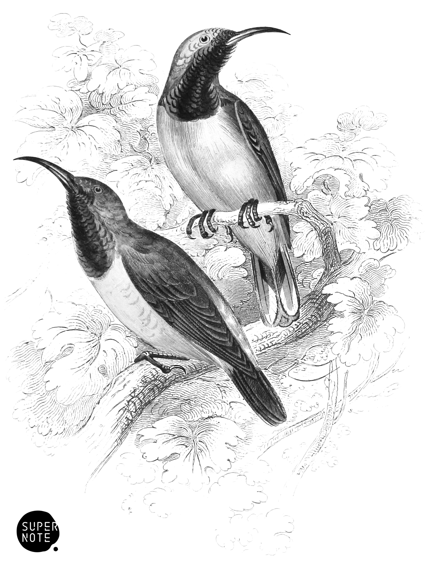 Pectoral or Dark-Breasted & Dark-Throated Sun-Birds (vol-36 plate-25).png