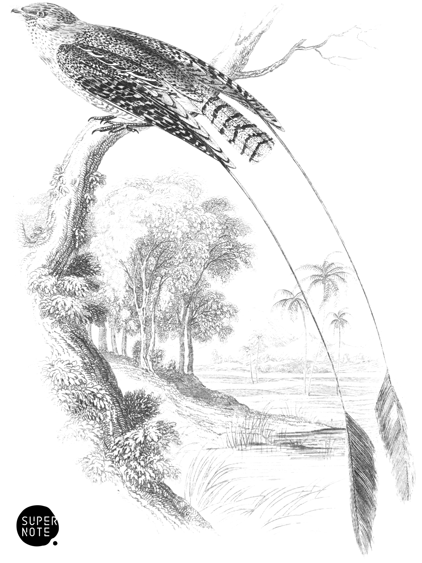 Pennant-Winged Night-Jar (vol-19 plate-5).png
