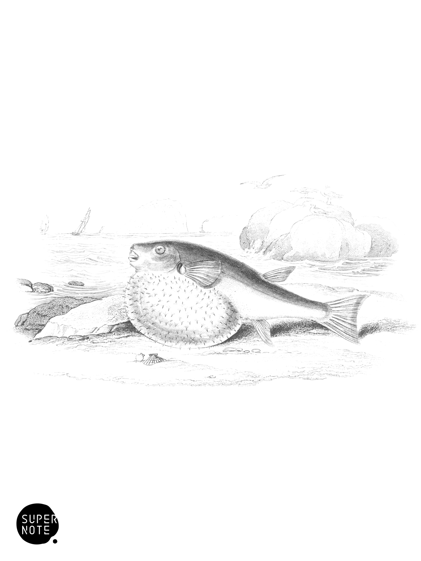 Pennant’s Globe-Fish (vol-39 plate-20).png