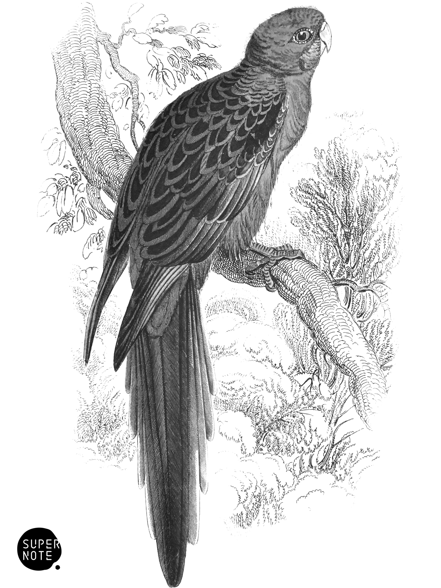 Pennantian Broad-Tail (vol-15 plate-25).png