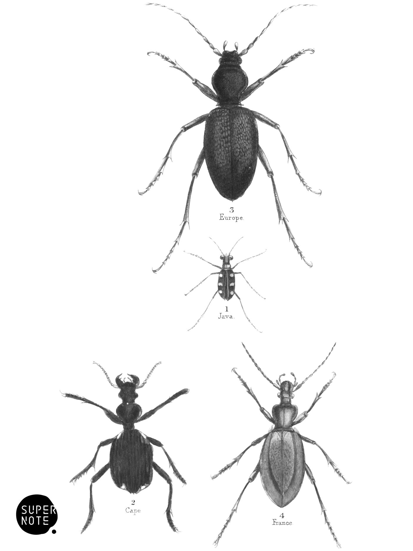 Pentamera (vol-08 plate-1).png
