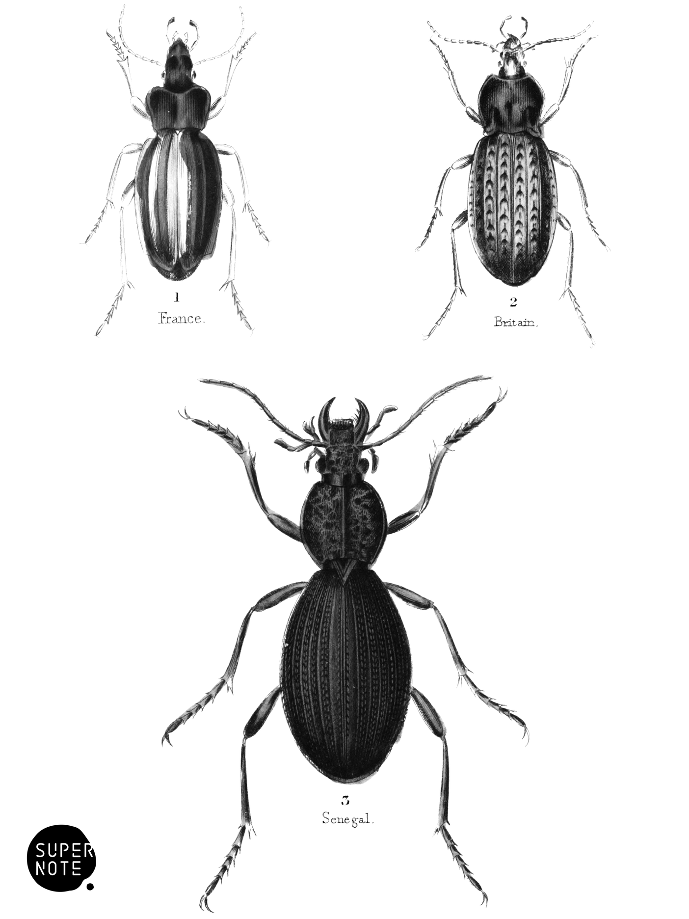 Pentamera (vol-08 plate-2).png
