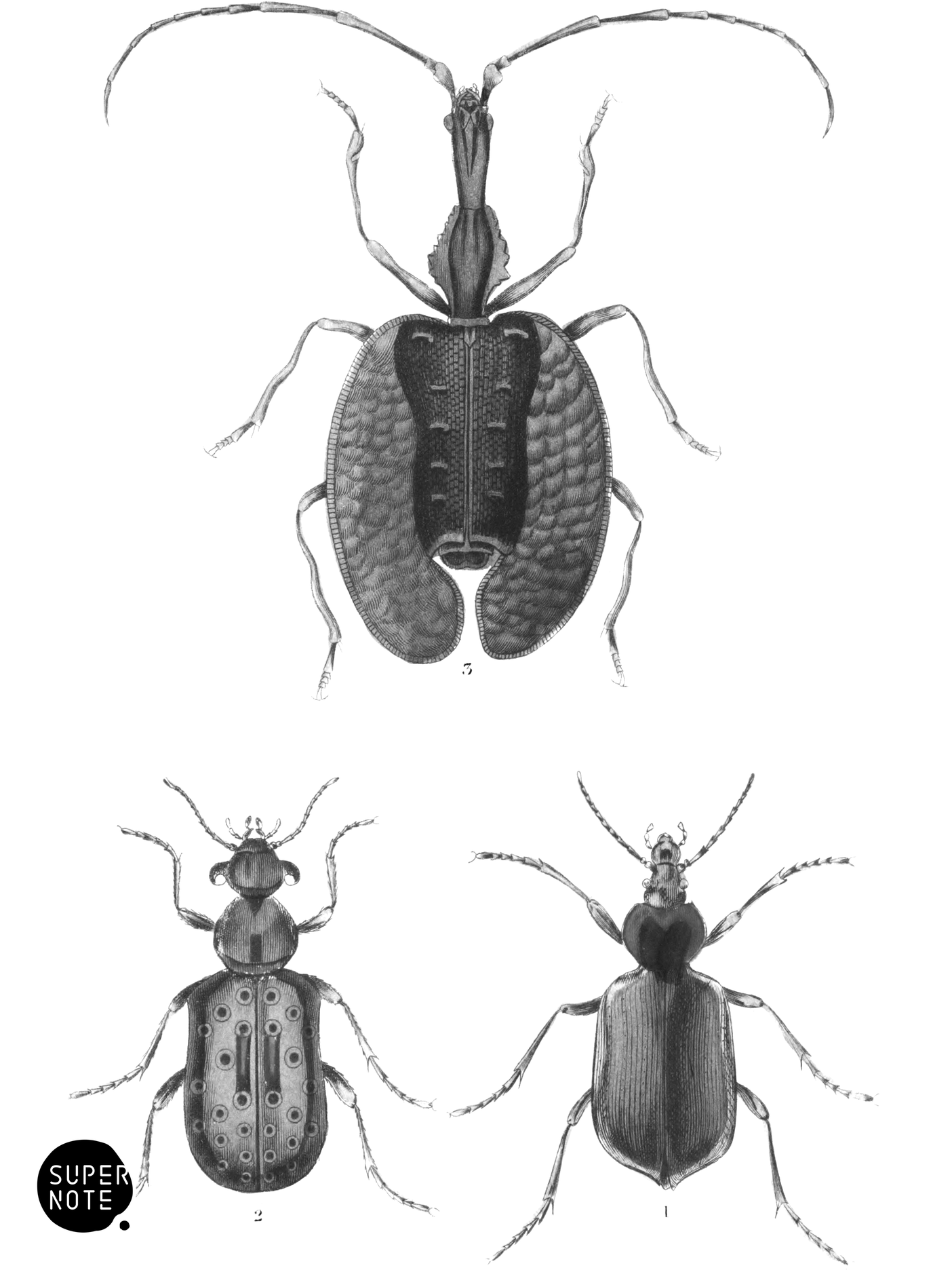 Pentamera (vol-08 plate-3).png