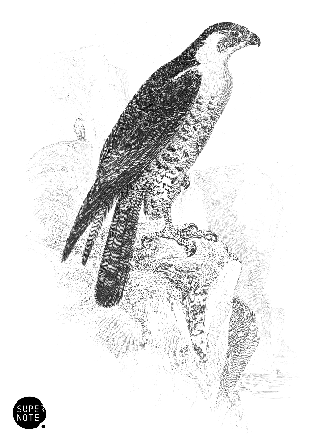 Peregrine Falcon (vol-20 plate-4).png