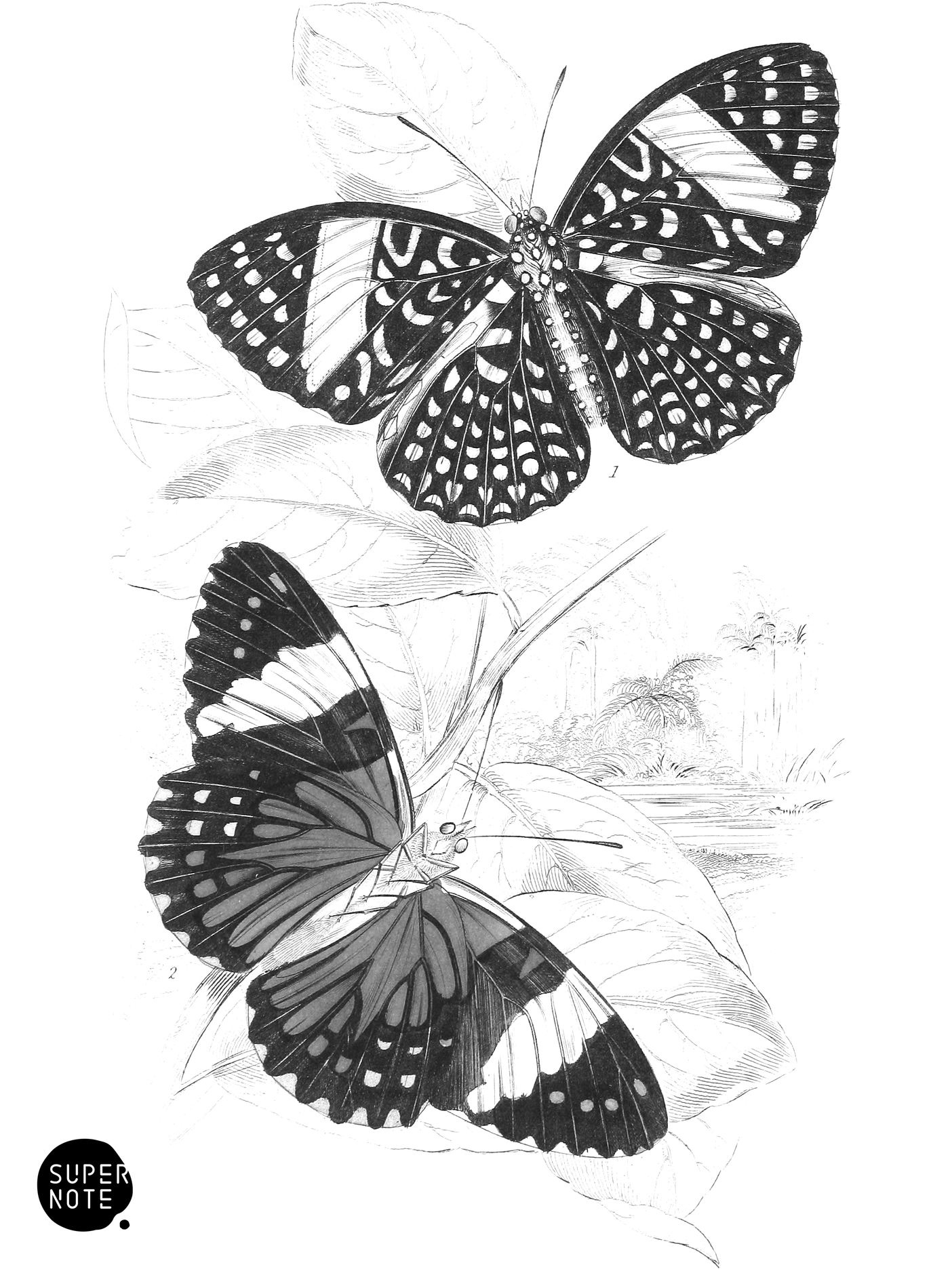 Peridromia Arethusa & P. Amphinome (vol-18 plate-18).png