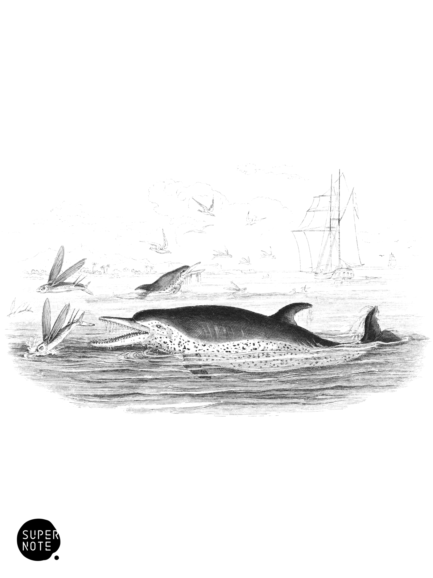 Pernetty’s Dolphin (vol-16 plate-24).png