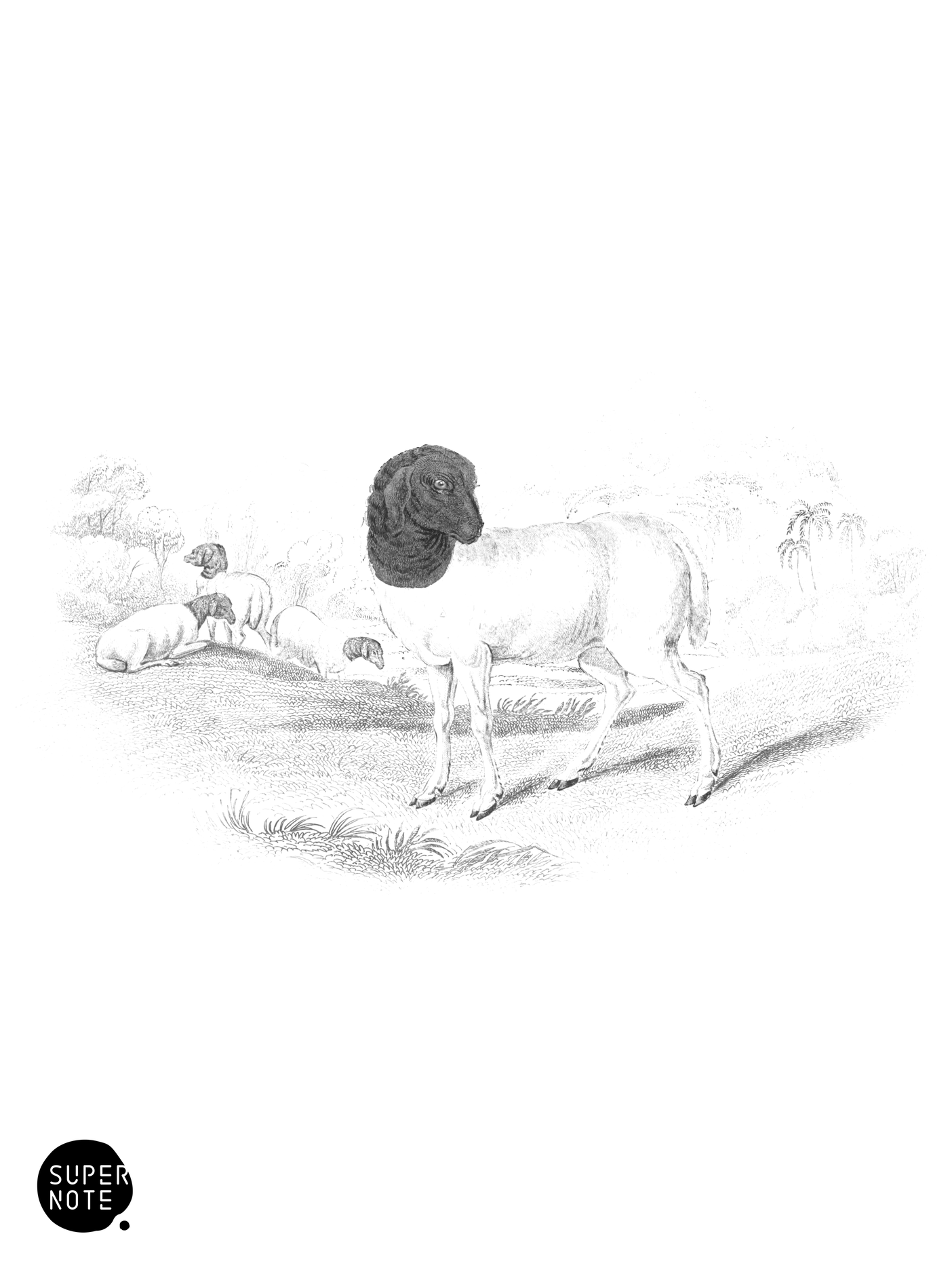 Persian Sheep (vol-12 plate-16).png