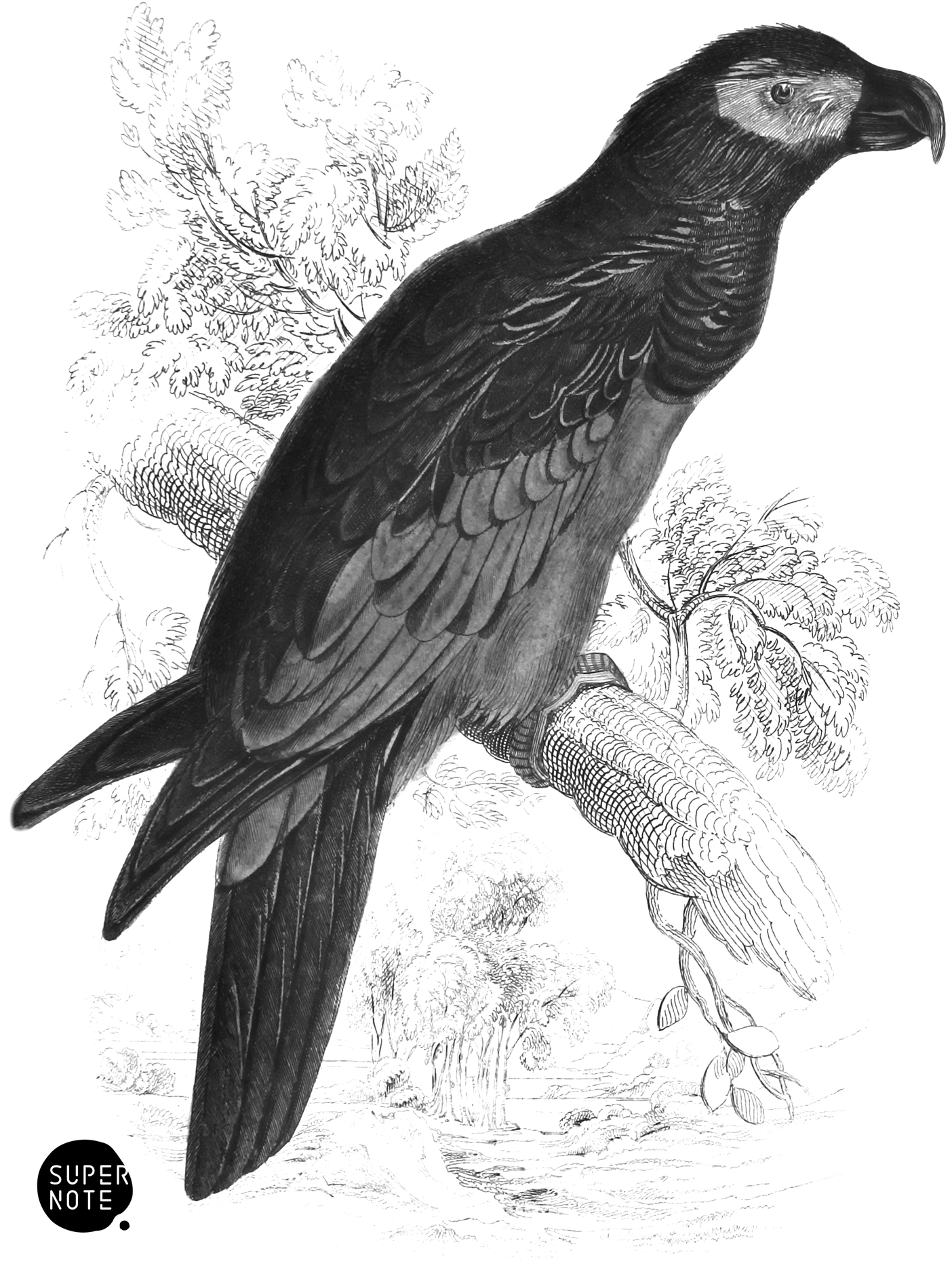 Pesquet’s Dayptilus (vol-15 plate-17).png