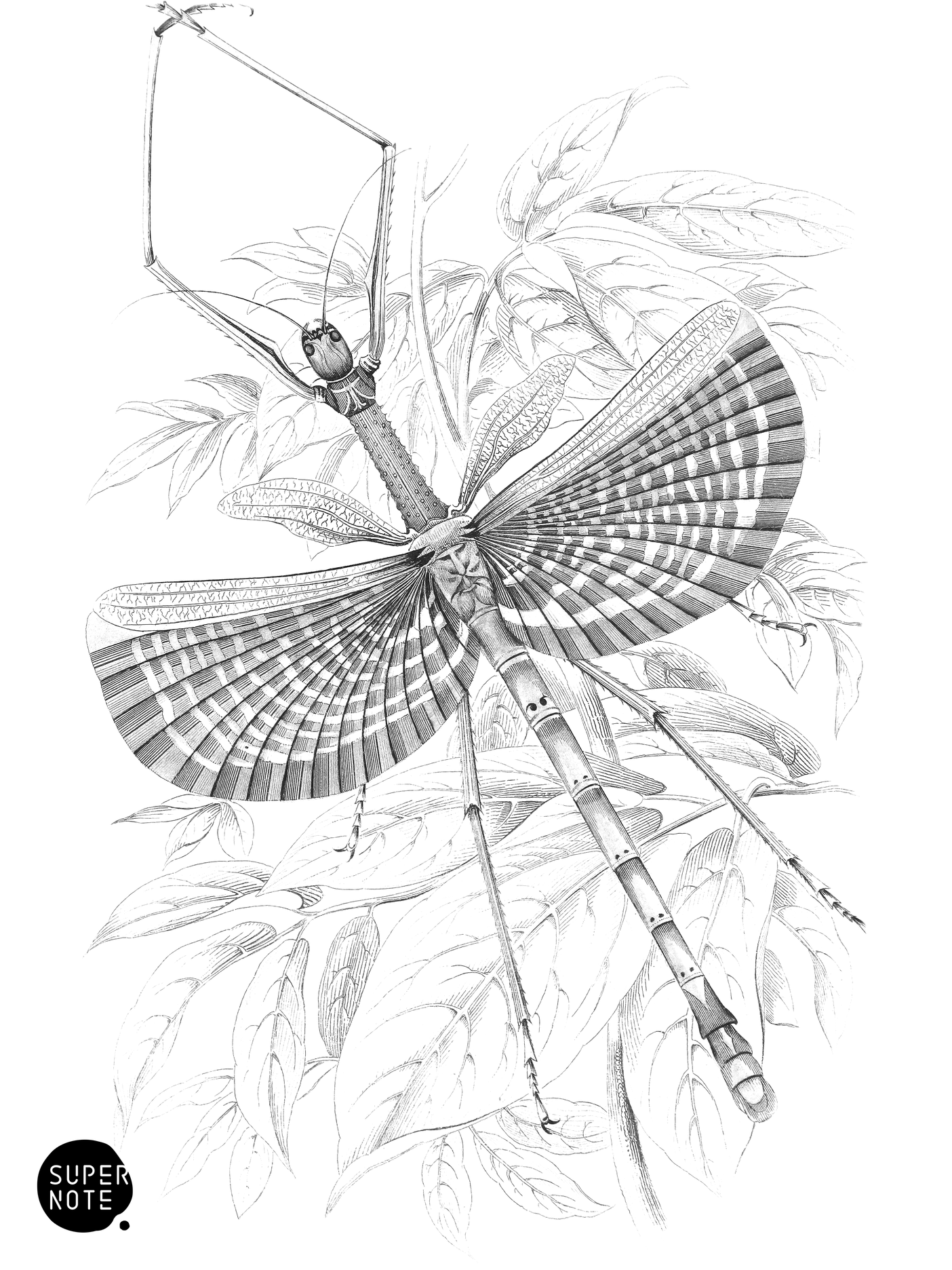 Phasma Necydaloides (vol-29 plate-11).png
